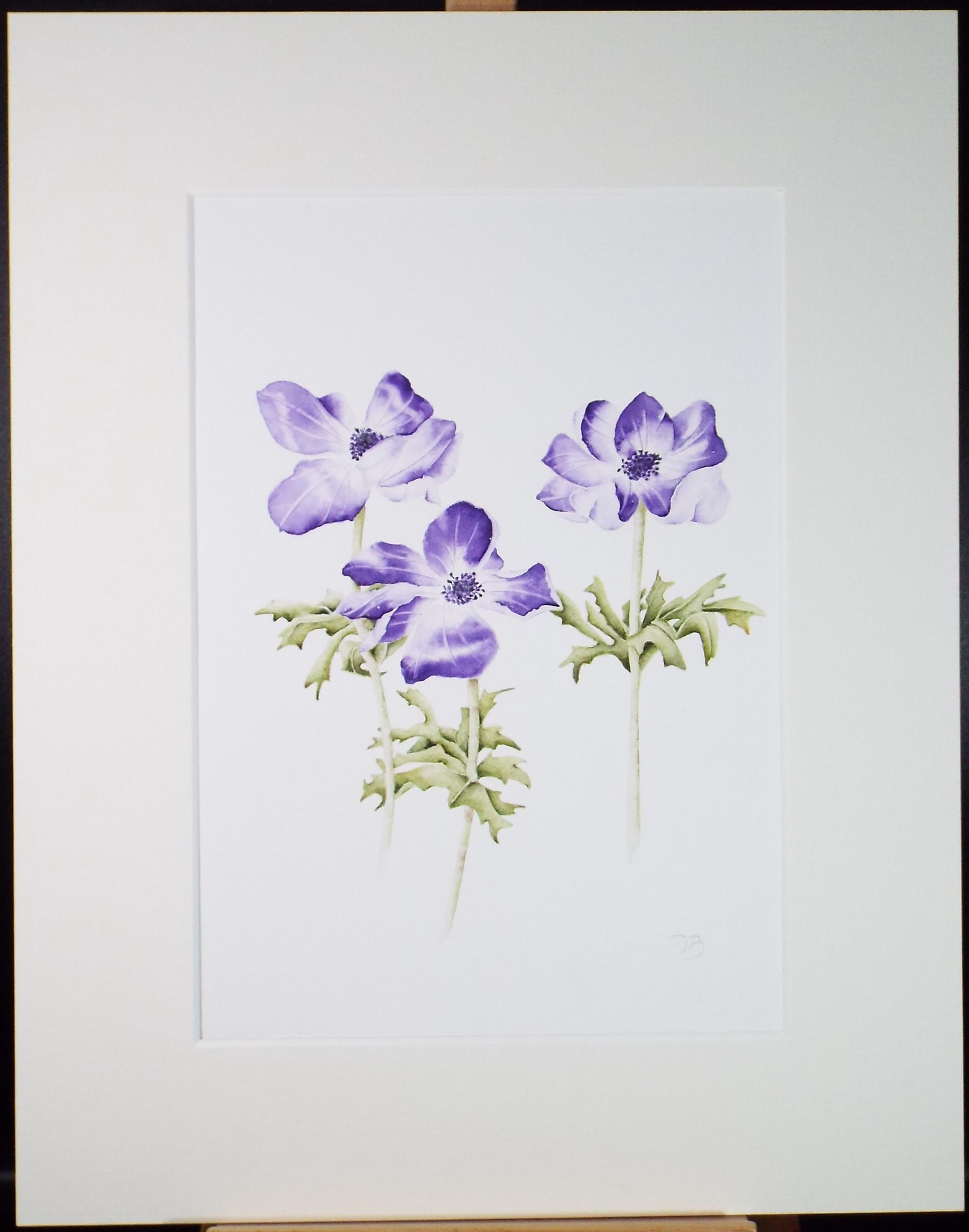 Original Watercolour, 'Anemones', Circa 1990's, Diane Bowley (20th Century, British)