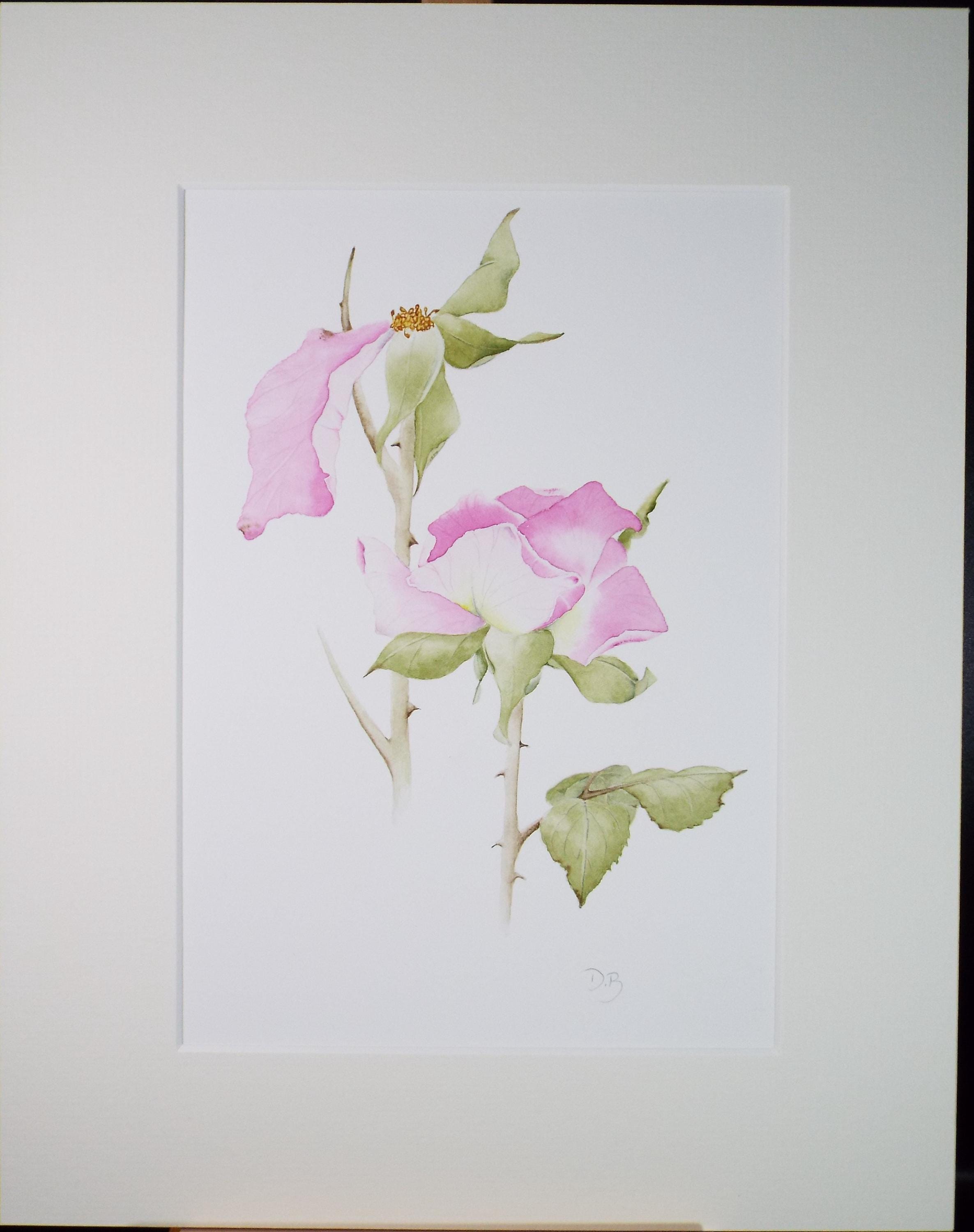 Original Watercolour, 'Fading Rose', Circa 1990's, Diane Bowley (20th Century, British)