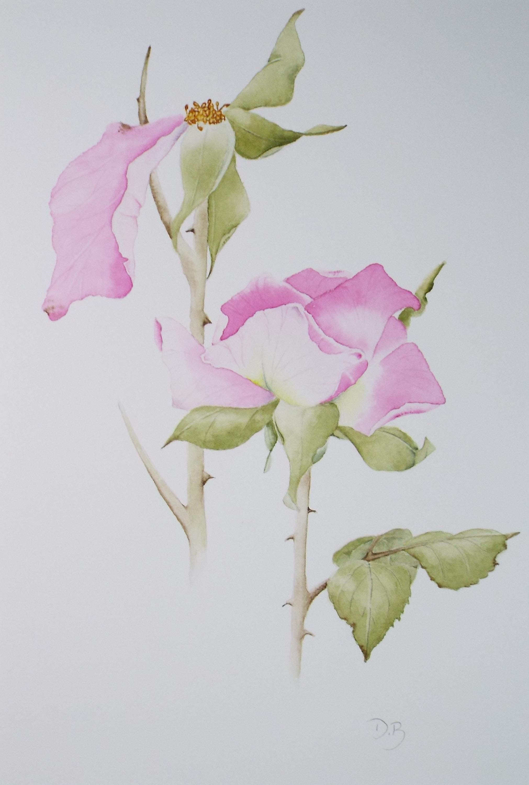 Original Watercolour, 'Fading Rose', Circa 1990's, Diane Bowley (20th Century, British)