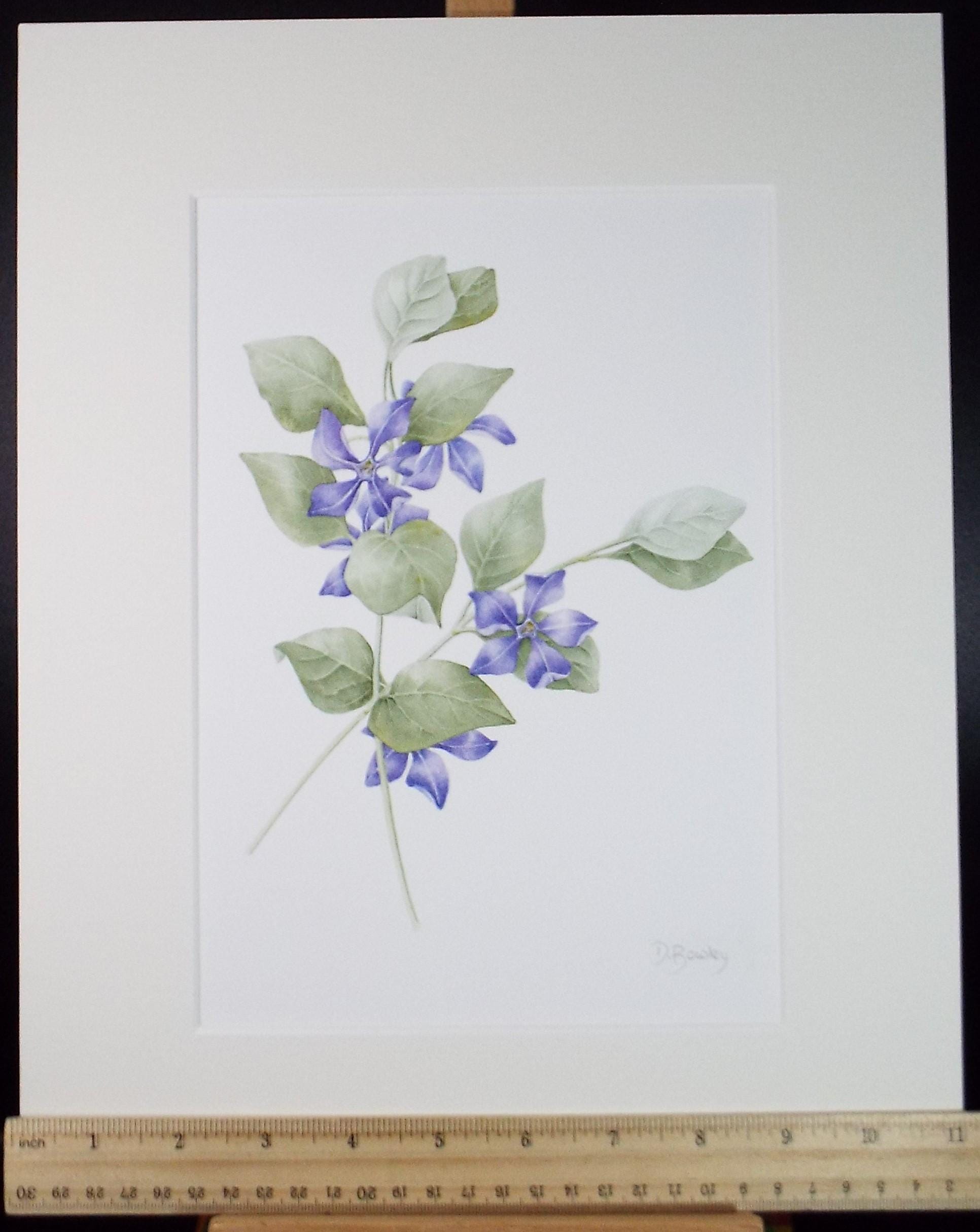 Original Watercolour, 'Periwinkle', Circa 1990's, Diane Bowley (20th Century, British)