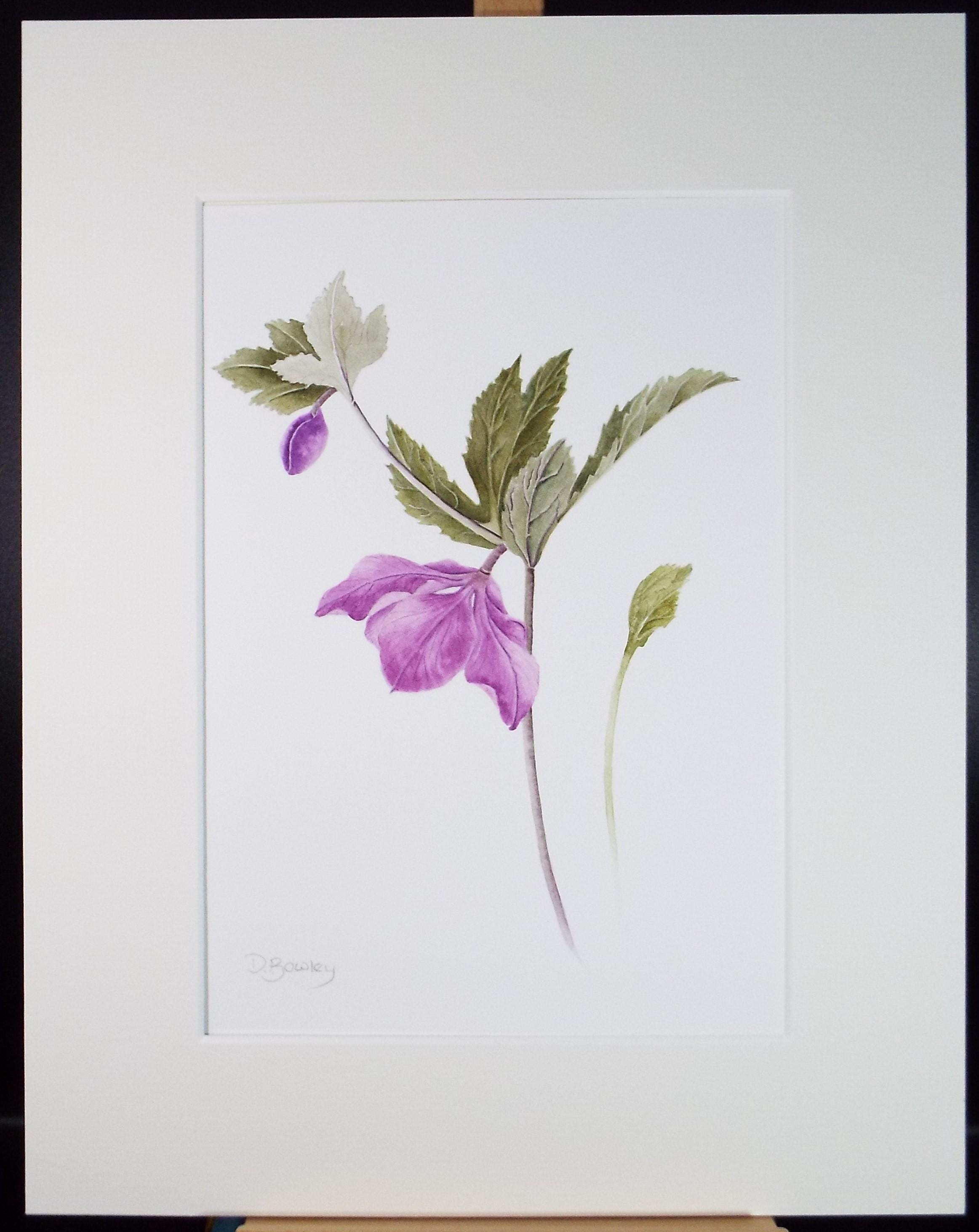 Original Watercolour, 'Hellebore', Circa 1990's, Diane Bowley (20th Century, British)