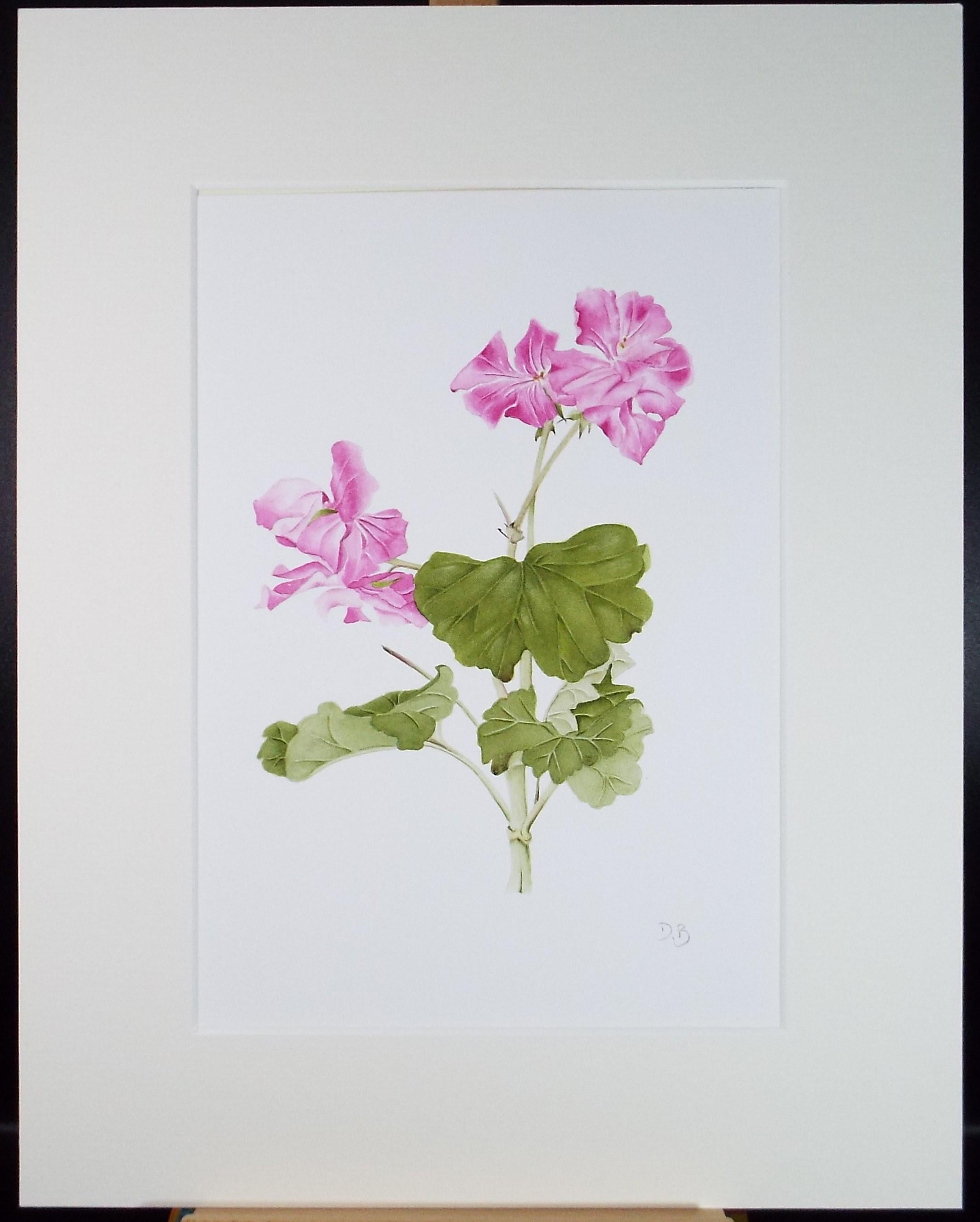 Original Watercolour, 'Geranium', Circa 1990's, Diane Bowley (20th Century, British)