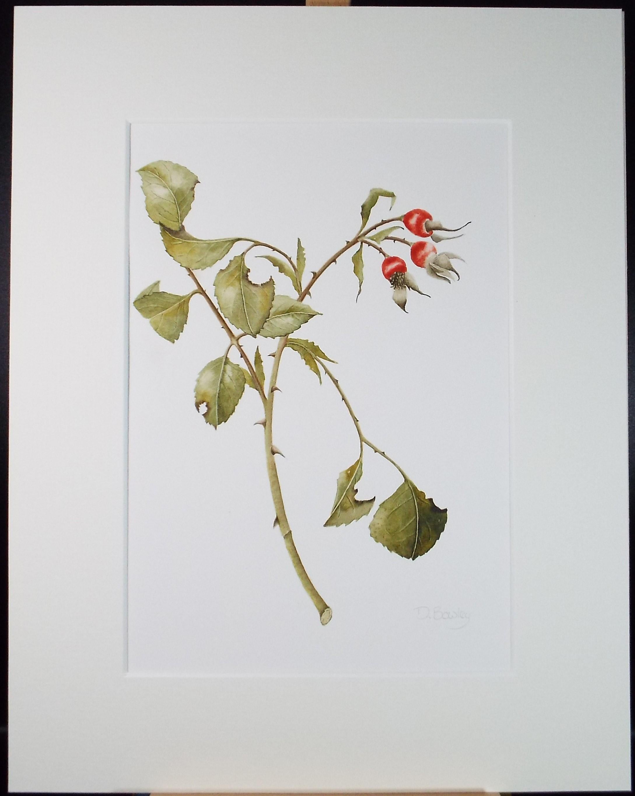 Original Watercolour, 'Rose Hips', Circa 1990's, Diane Bowley (20th Century, British)