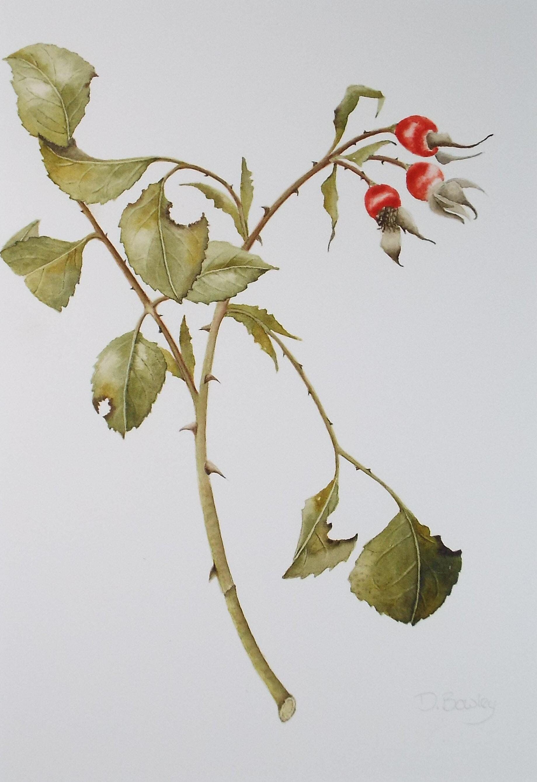 Original Watercolour, 'Rose Hips', Circa 1990's, Diane Bowley (20th Century, British)