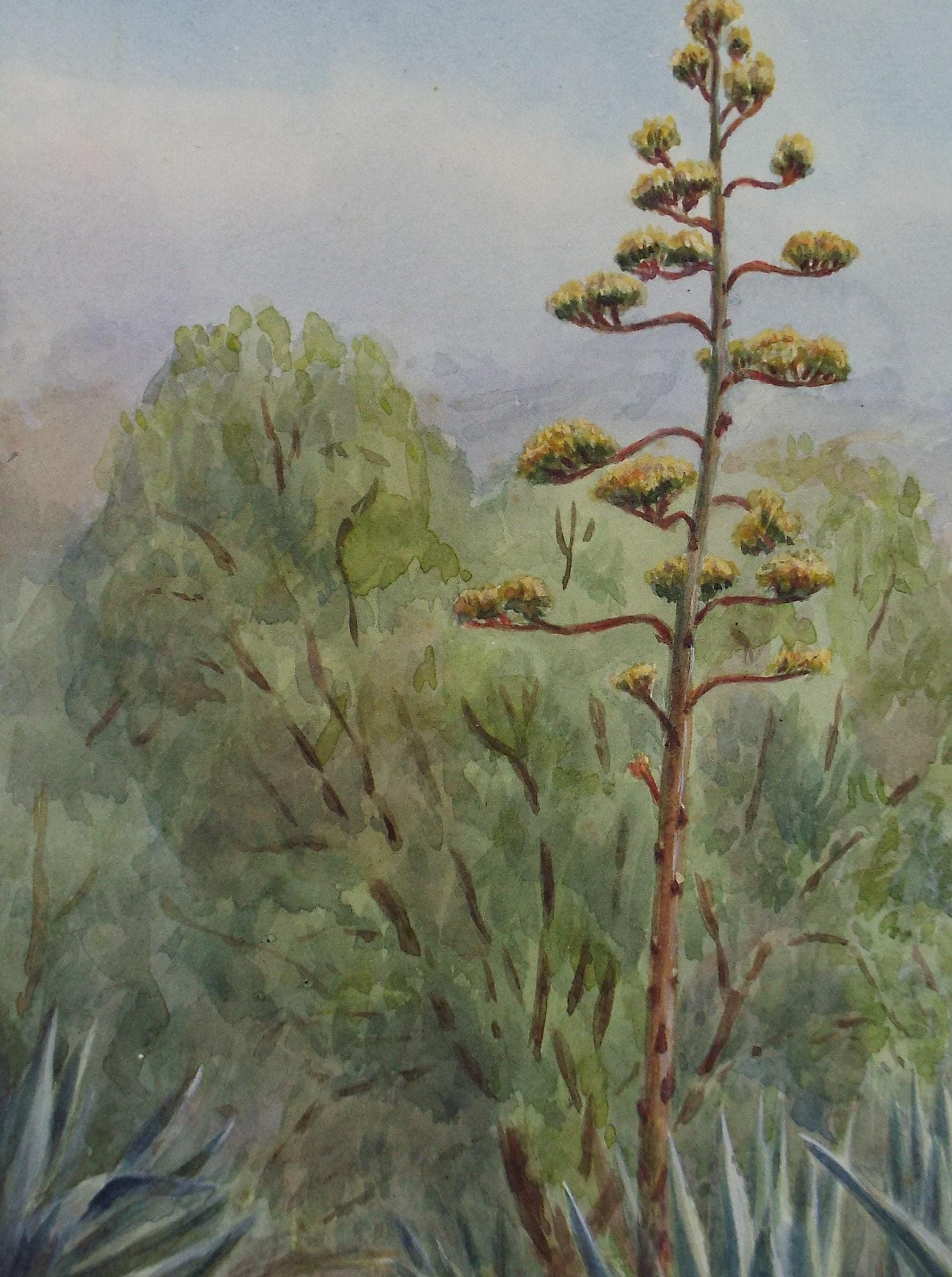 Original Watercolour, 'Phormium Flower', Dated 1916, Artist unknown (initialled ELB)