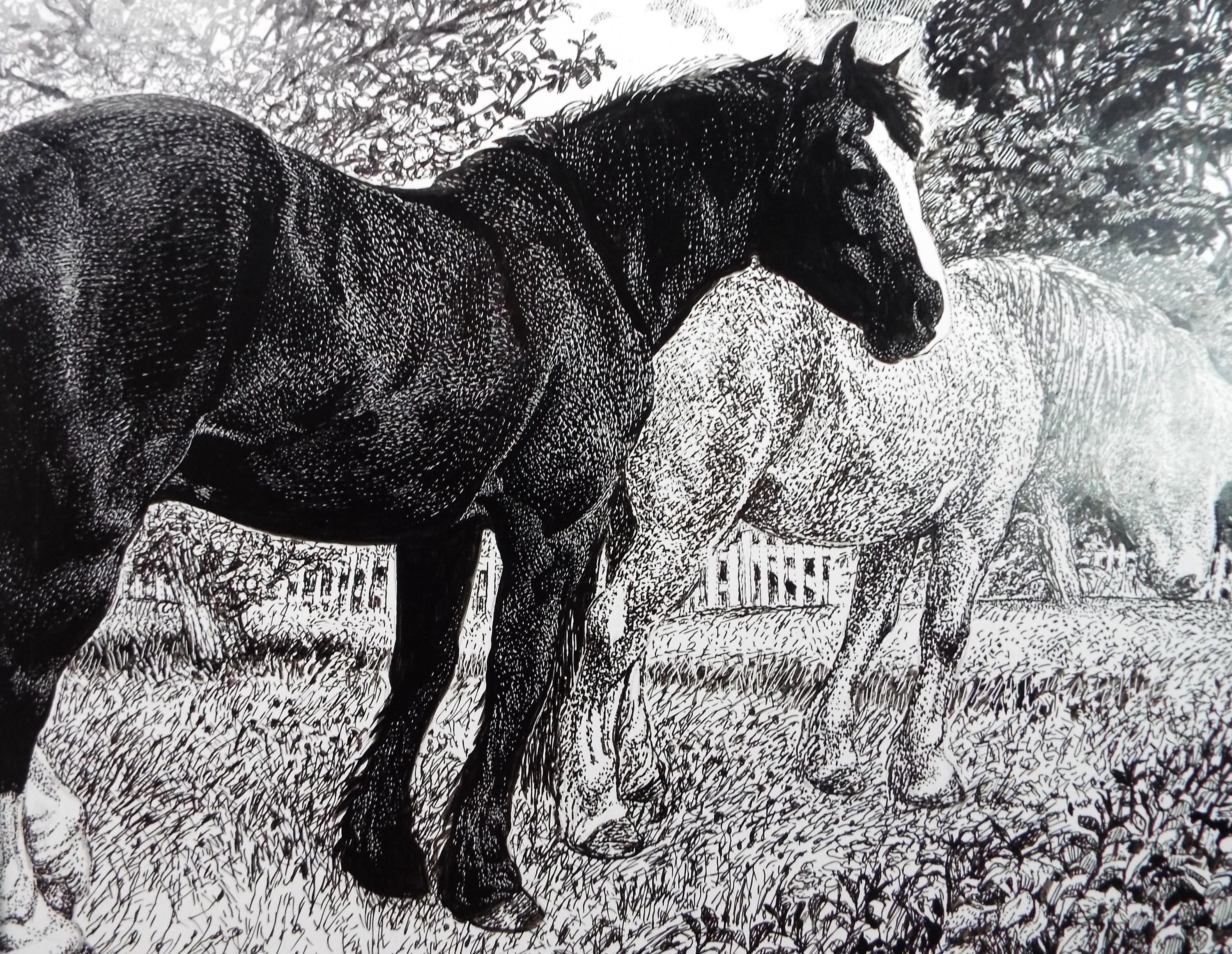 Original Scraperboard & ink drawing, 'Horses in the Paddock', Lorraine Abraham RSMA (1941-2023), Circa 1990's