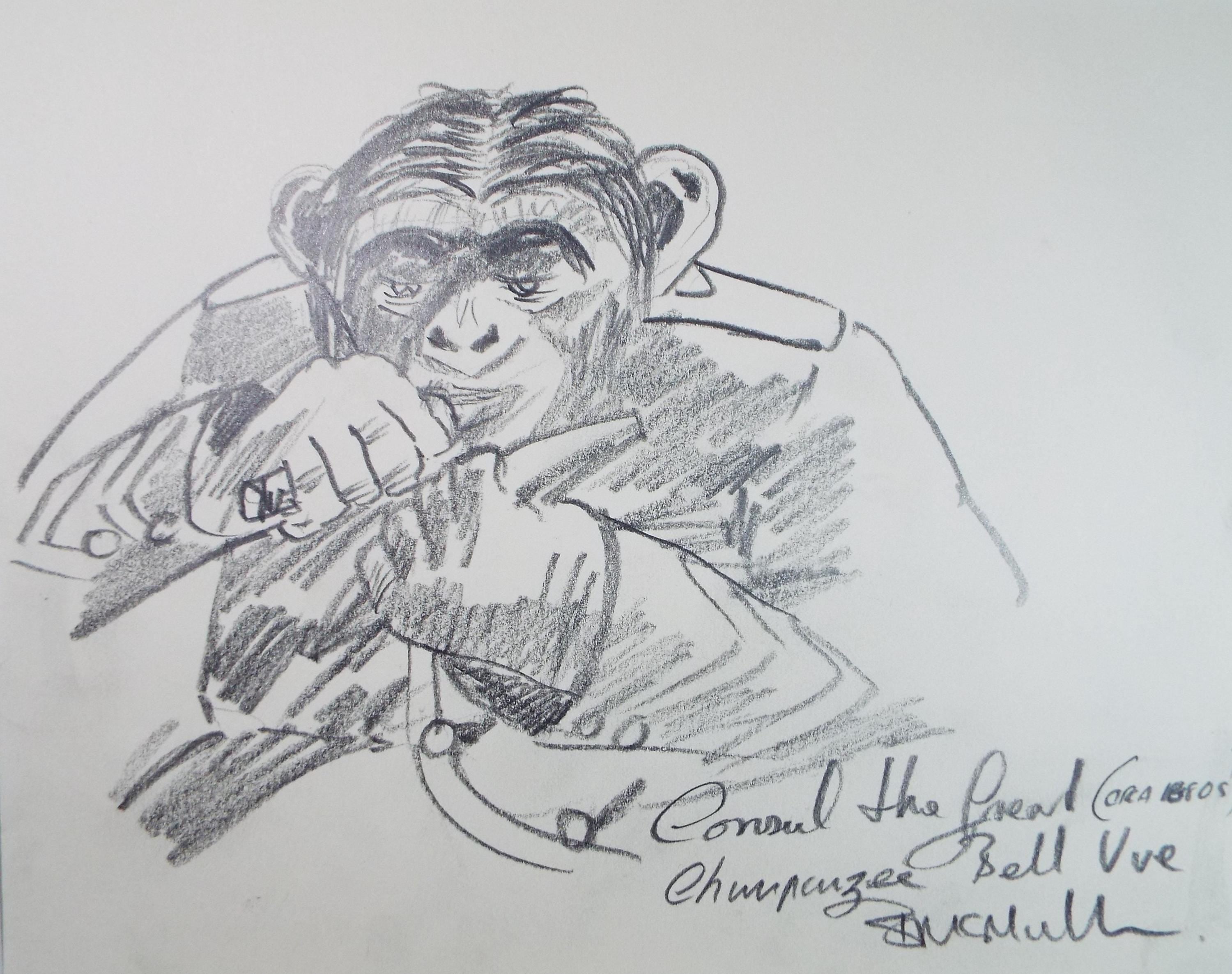 Original Pencil Drawing, 'Chimpanzee, Belle view', Bernard McMullen (British, 1952-2015), Circa 1990's