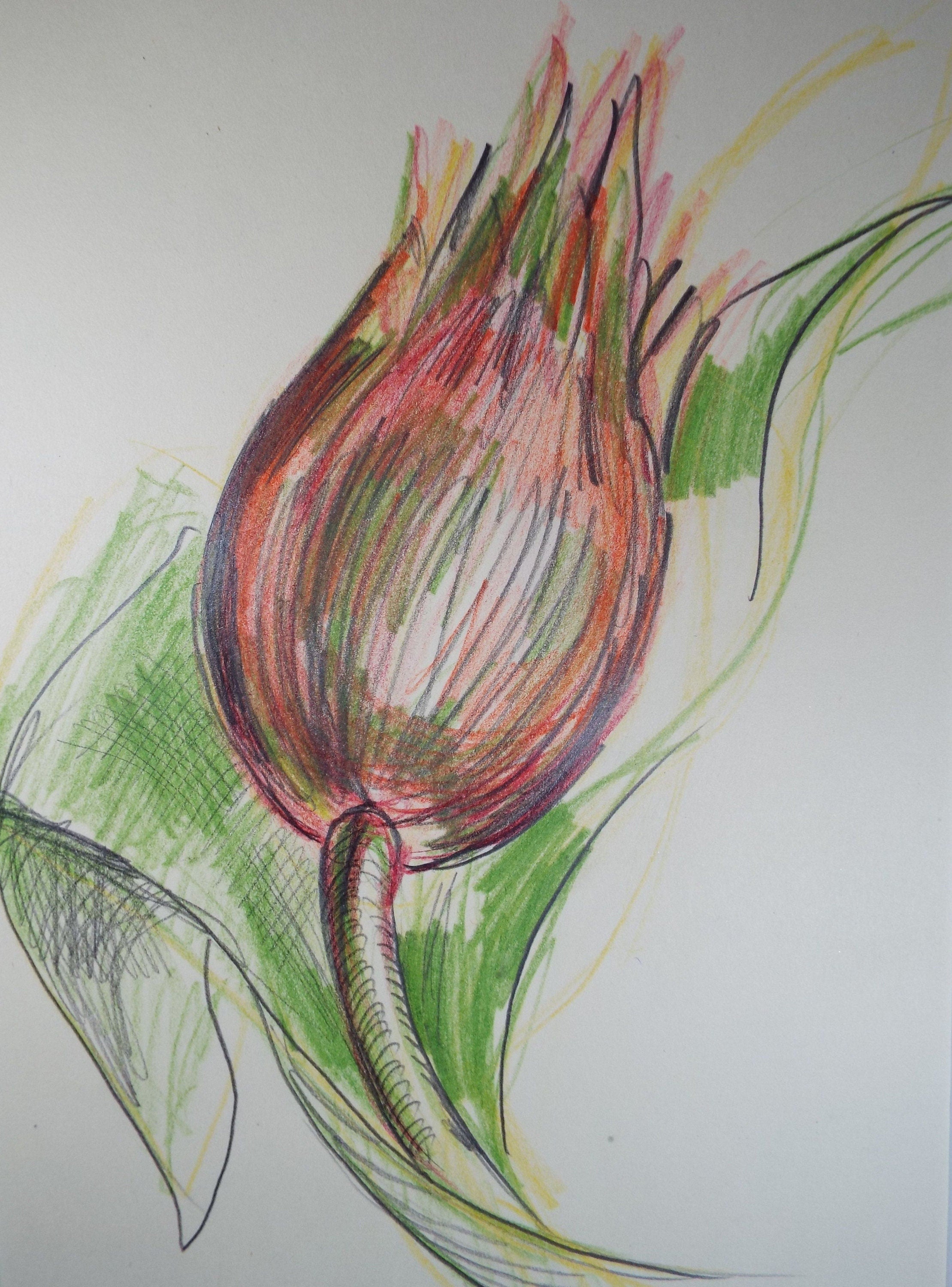 Original Coloured Pencil Drawing - 'Still Life of Protea', c1970s,  Artist Unknown