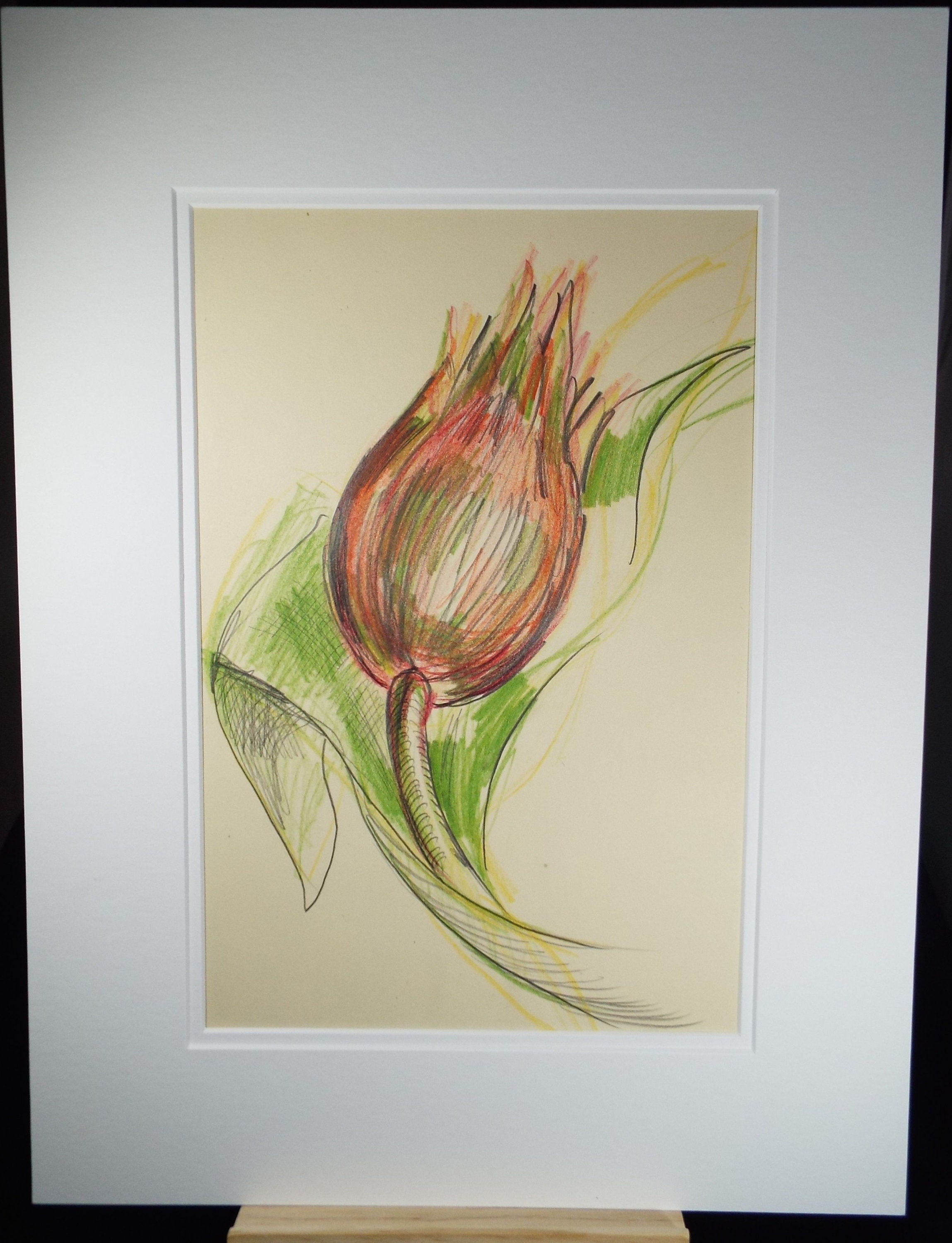 Original Coloured Pencil Drawing - 'Still Life of Protea', c1970s,  Artist Unknown