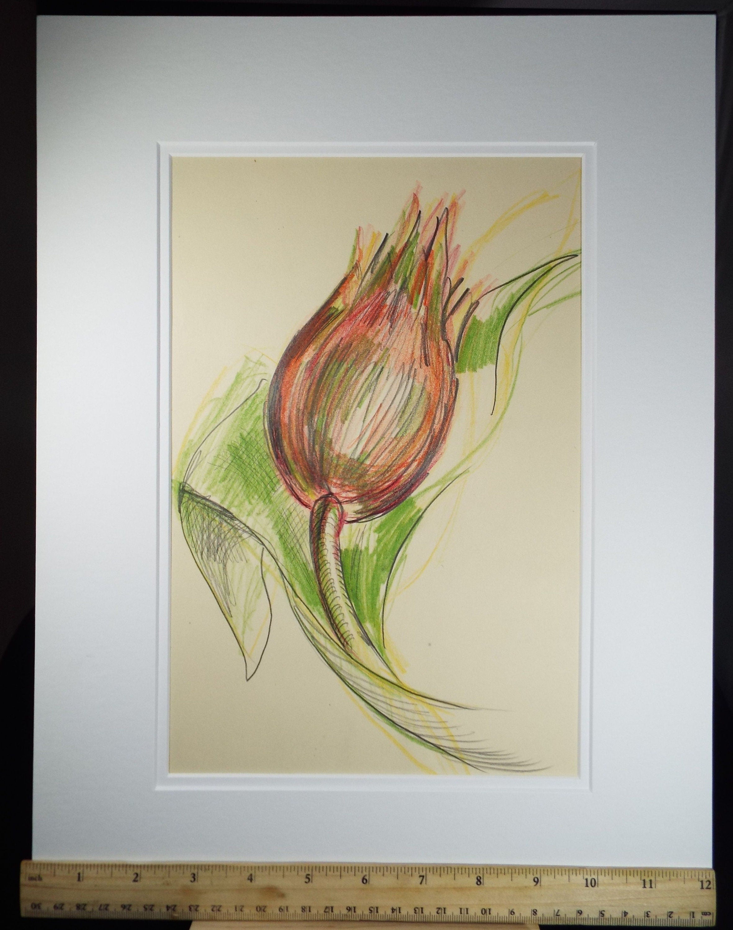 Original Coloured Pencil Drawing - 'Still Life of Protea', c1970s,  Artist Unknown