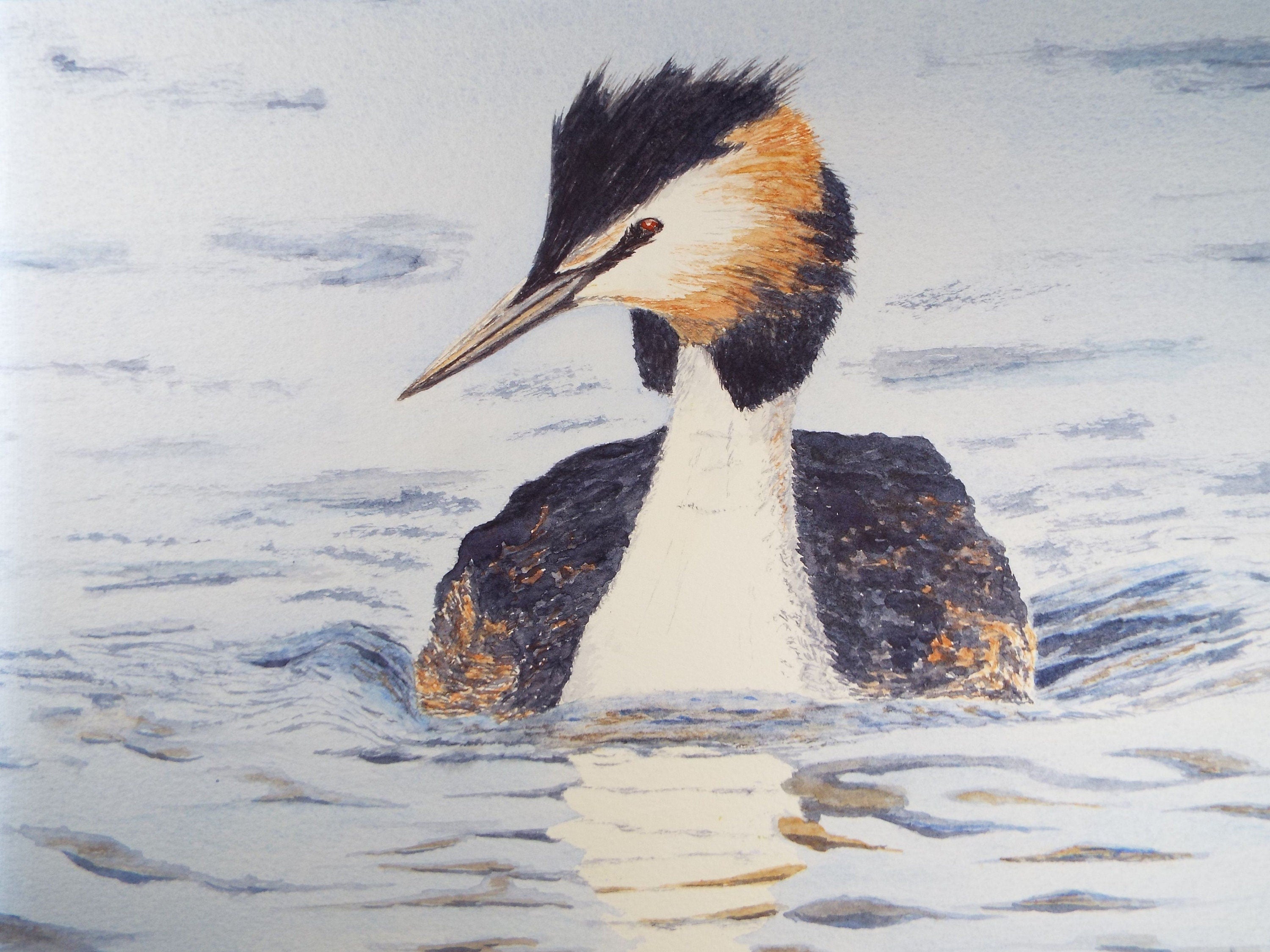 Original watercolour, 'Great Crested Grebe', Circa 1980's, Ian R Hornsby