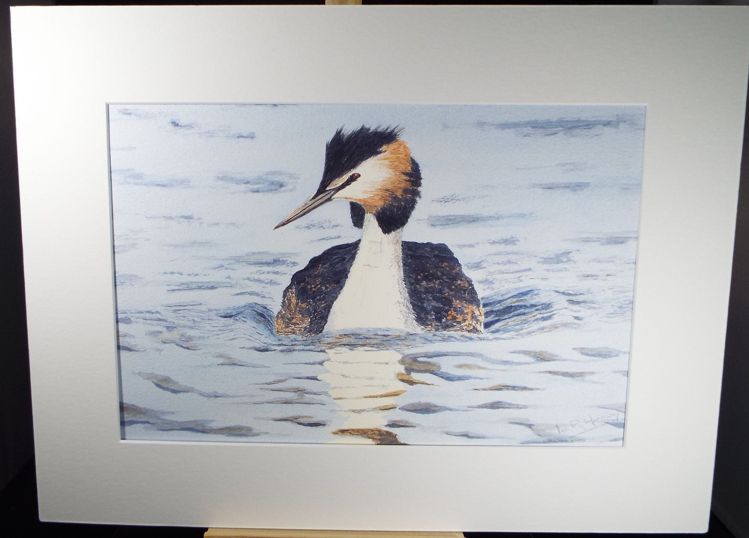 Original watercolour, 'Great Crested Grebe', Circa 1980's, Ian R Hornsby