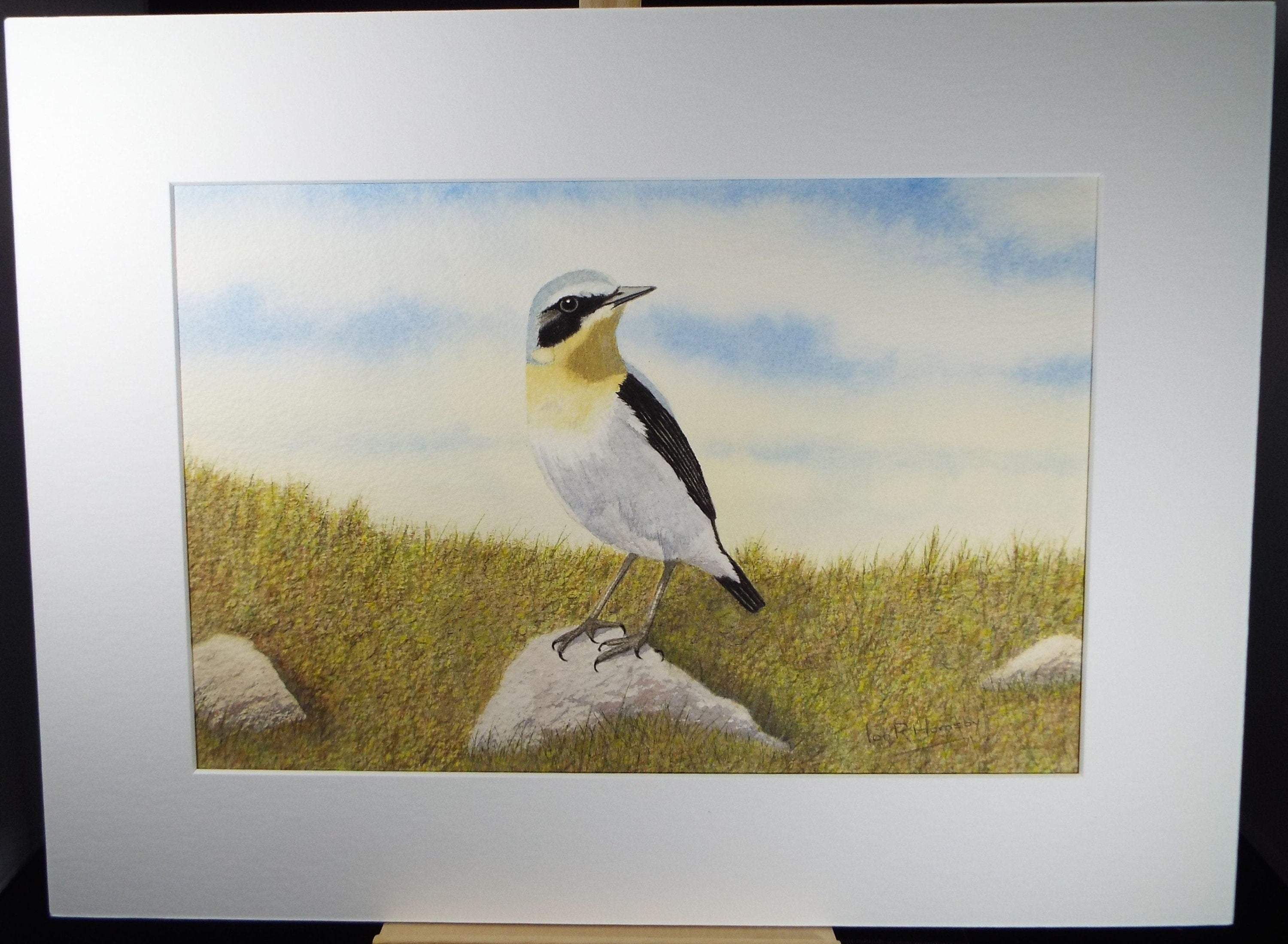 Original watercolour, 'Wheatear', Circa 1980's, Ian R Hornsby