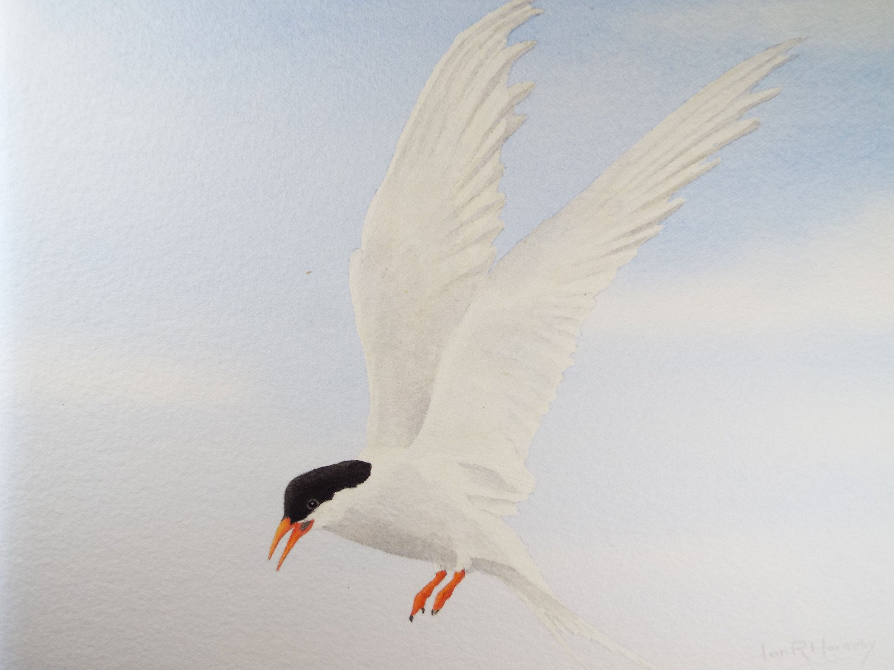 Original watercolour, 'Artic Tern', Circa 1980's, Ian R Hornsby