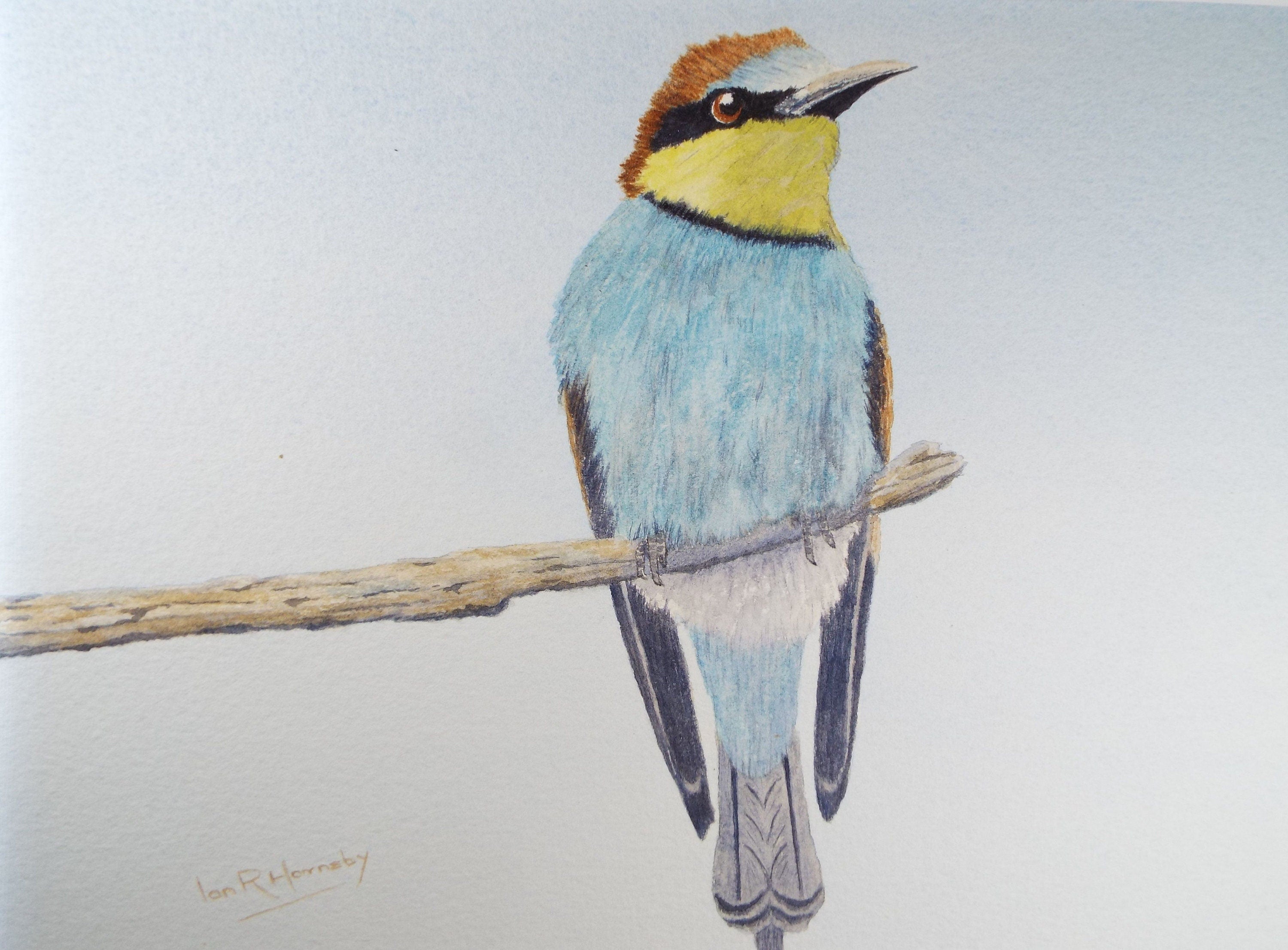 Original watercolour, 'Bee Eater', Circa 1980's, Ian R Hornsby