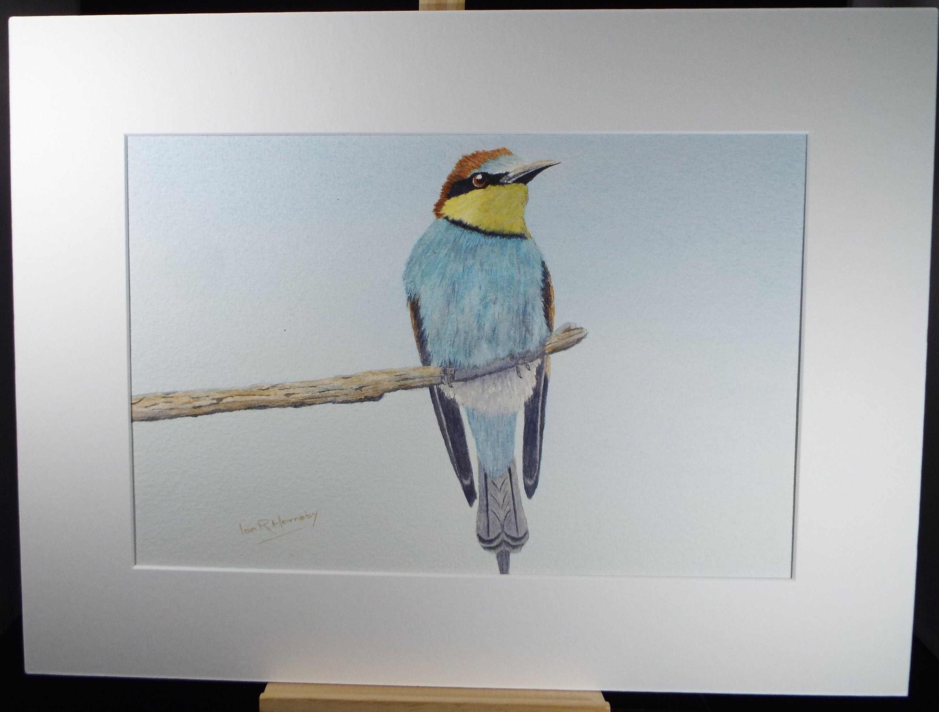 Original watercolour, 'Bee Eater', Circa 1980's, Ian R Hornsby