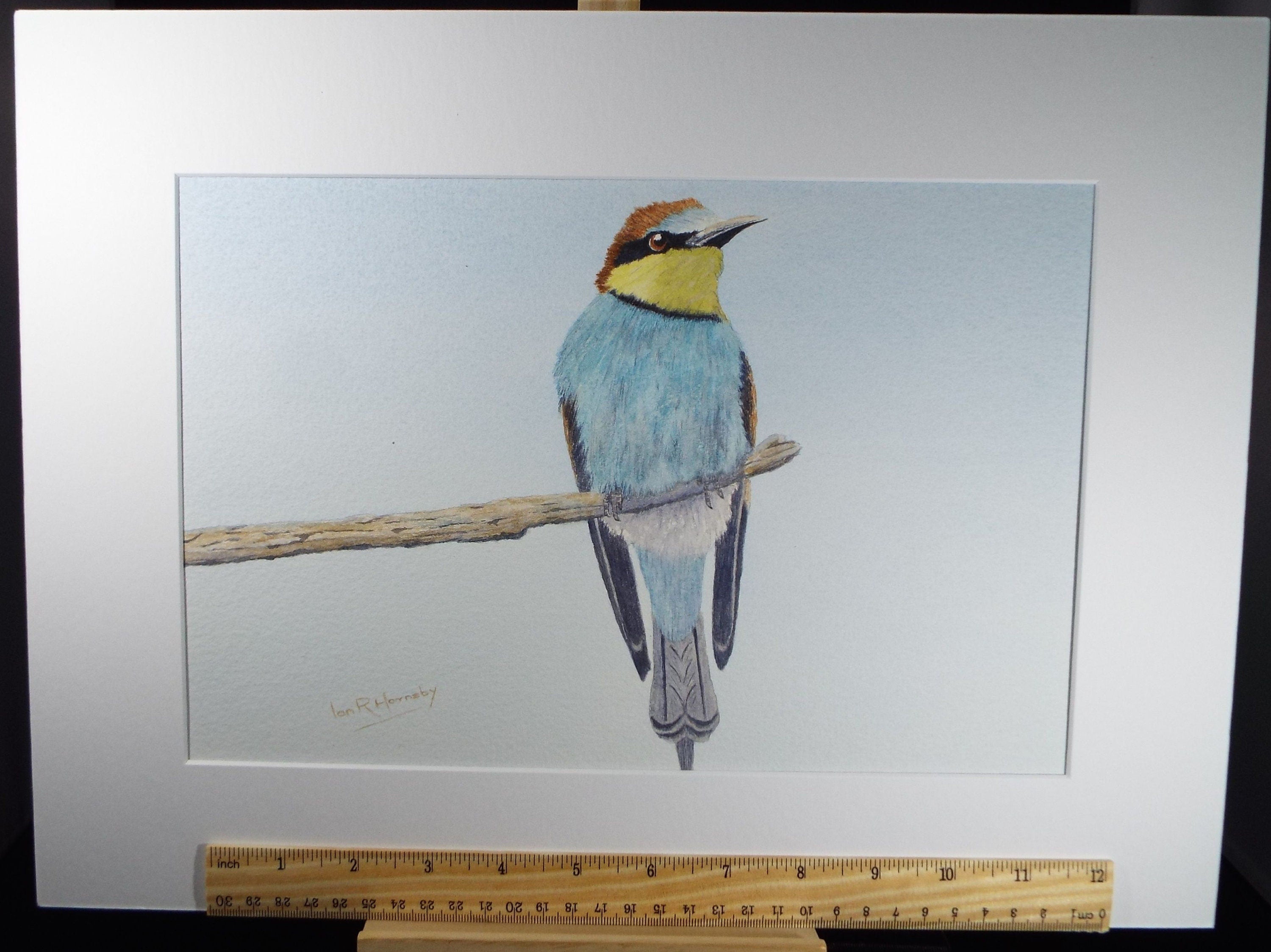 Original watercolour, 'Bee Eater', Circa 1980's, Ian R Hornsby