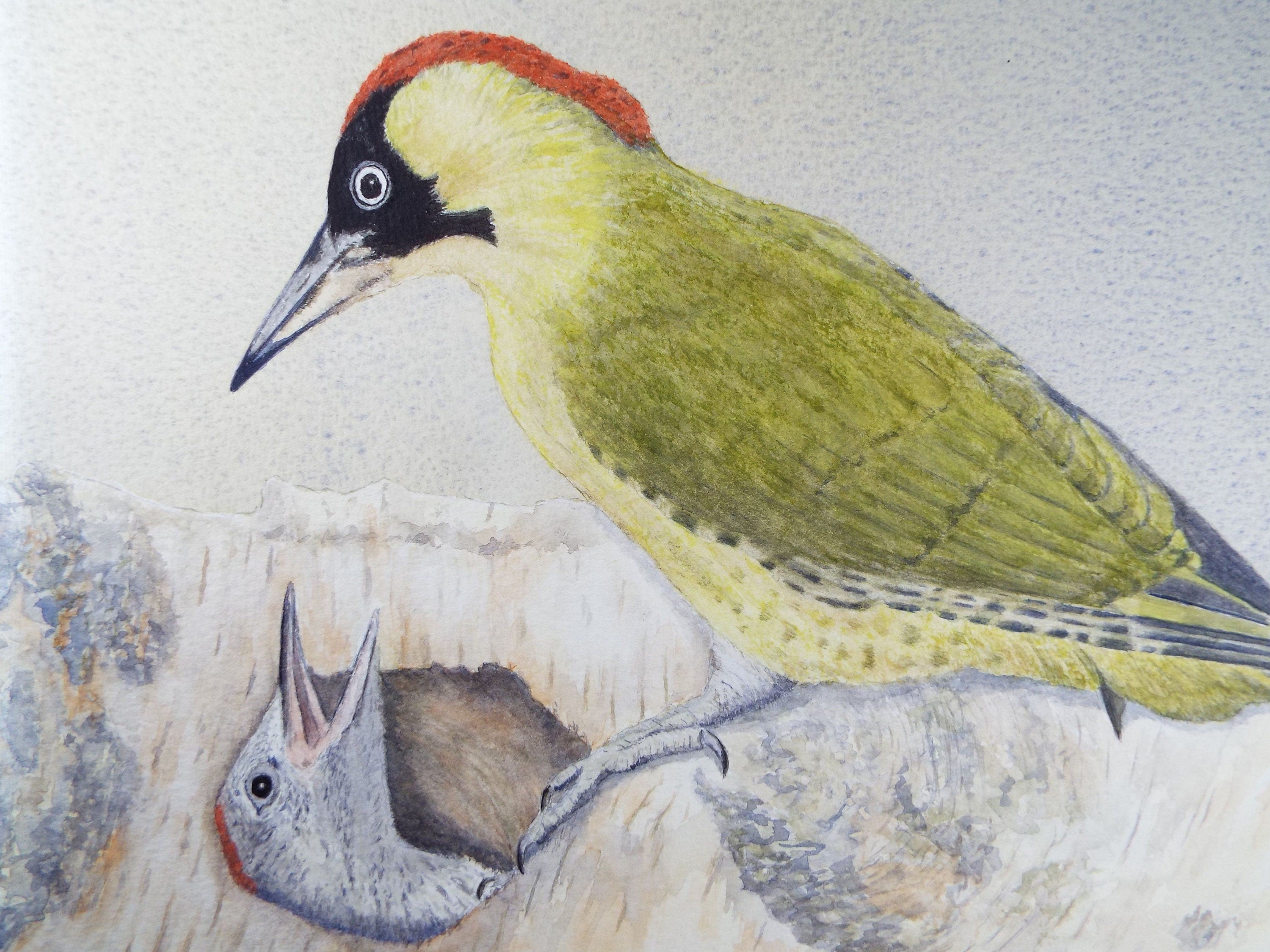 Original watercolour, 'Green Woodpecker', Circa 1980's, Ian R Hornsby