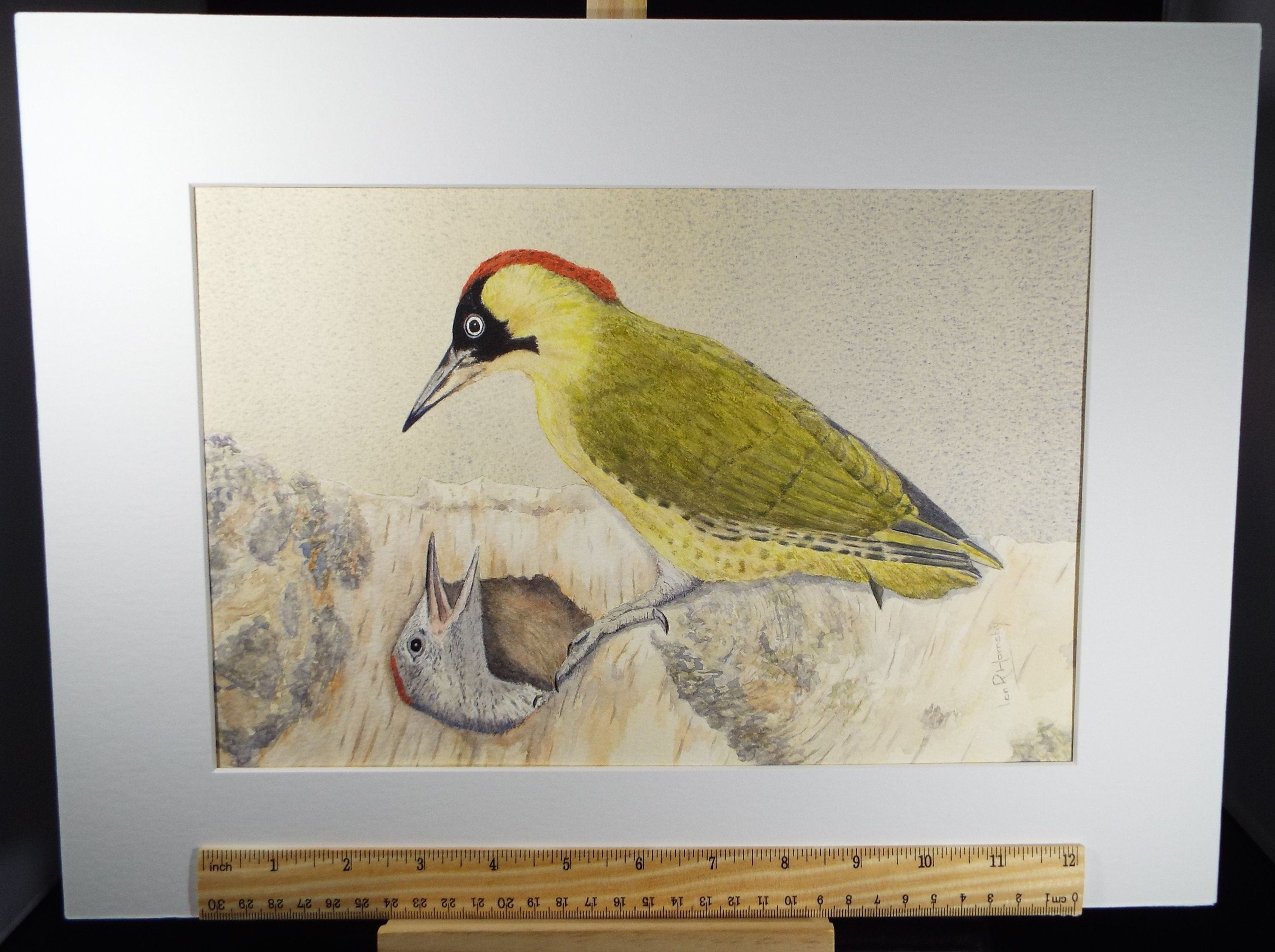 Original watercolour, 'Green Woodpecker', Circa 1980's, Ian R Hornsby