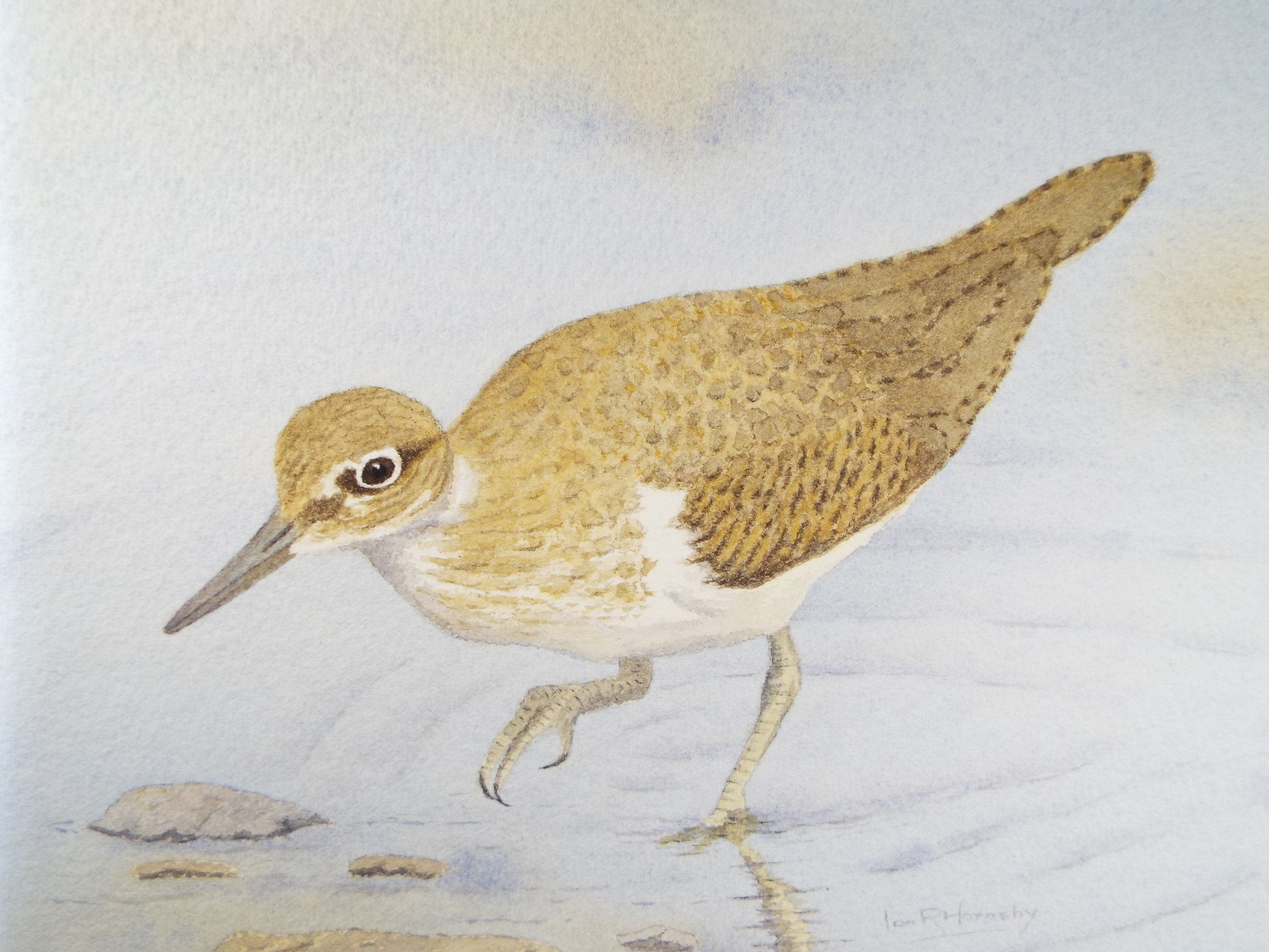 Original watercolour, 'Common Sandpiper', Circa 1980's, Ian R Hornsby