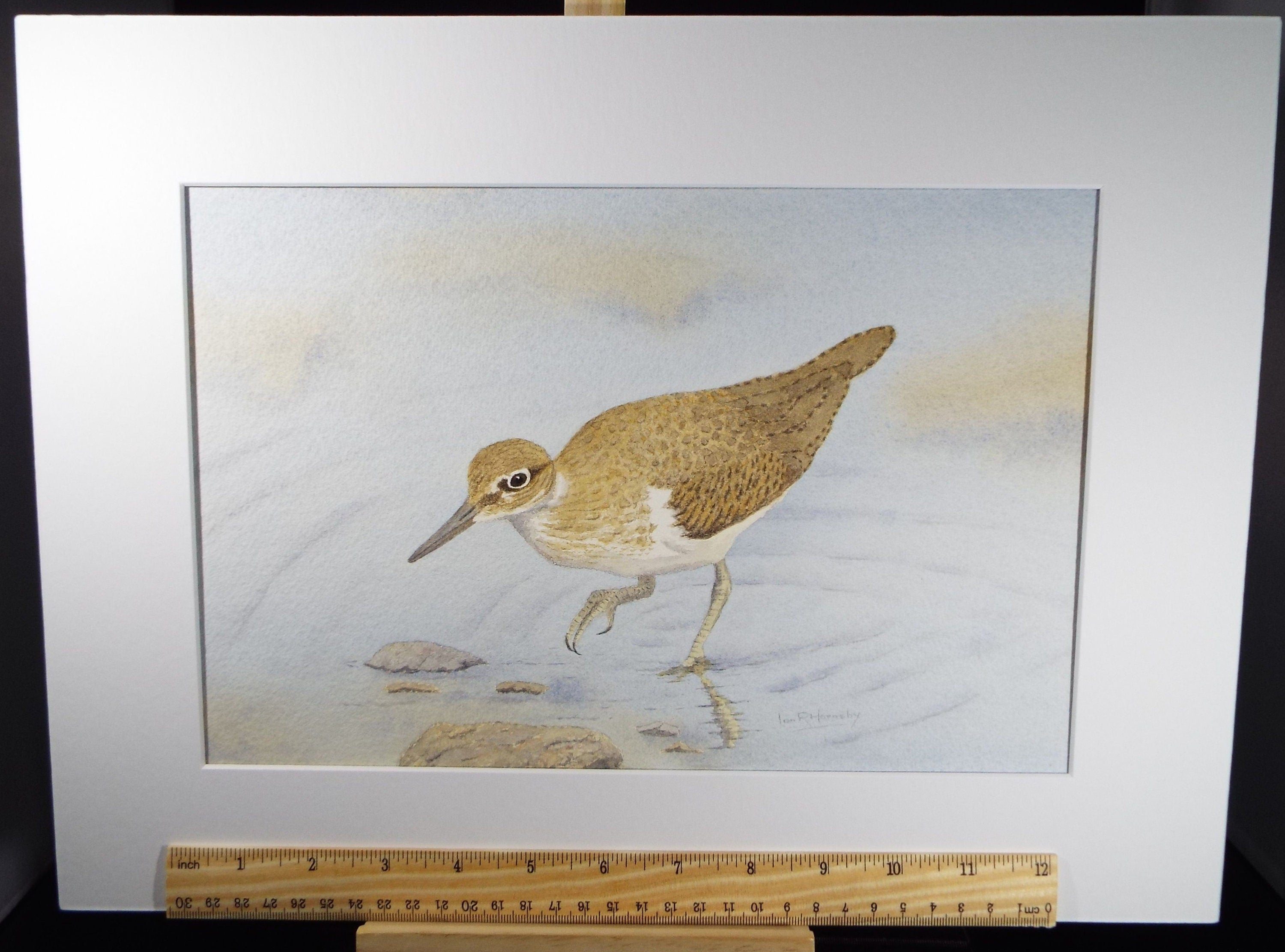 Original watercolour, 'Common Sandpiper', Circa 1980's, Ian R Hornsby