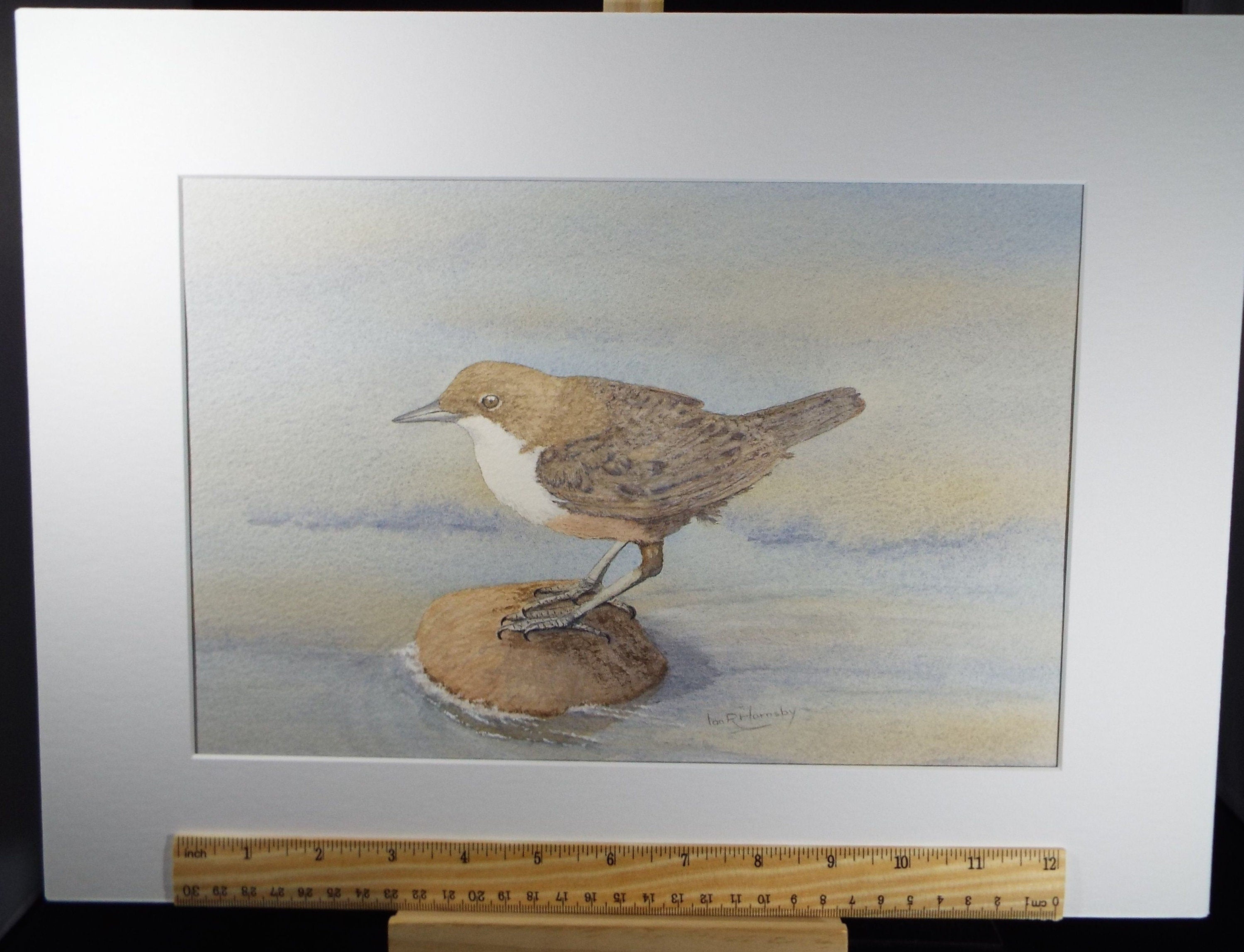 Original watercolour, 'Dipper', Circa 1980's, Ian R Hornsby