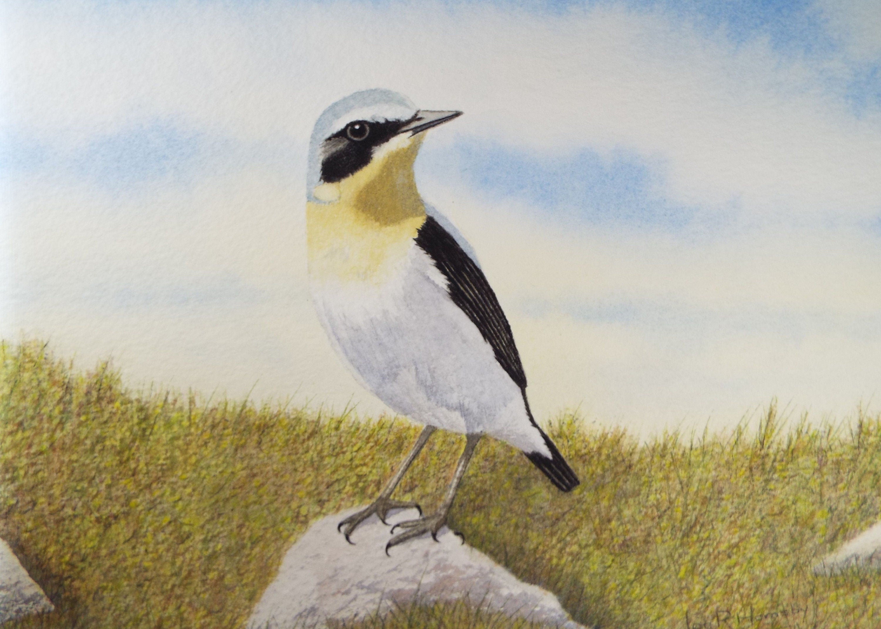 Original watercolour, 'Wheatear', Circa 1980's, Ian R Hornsby