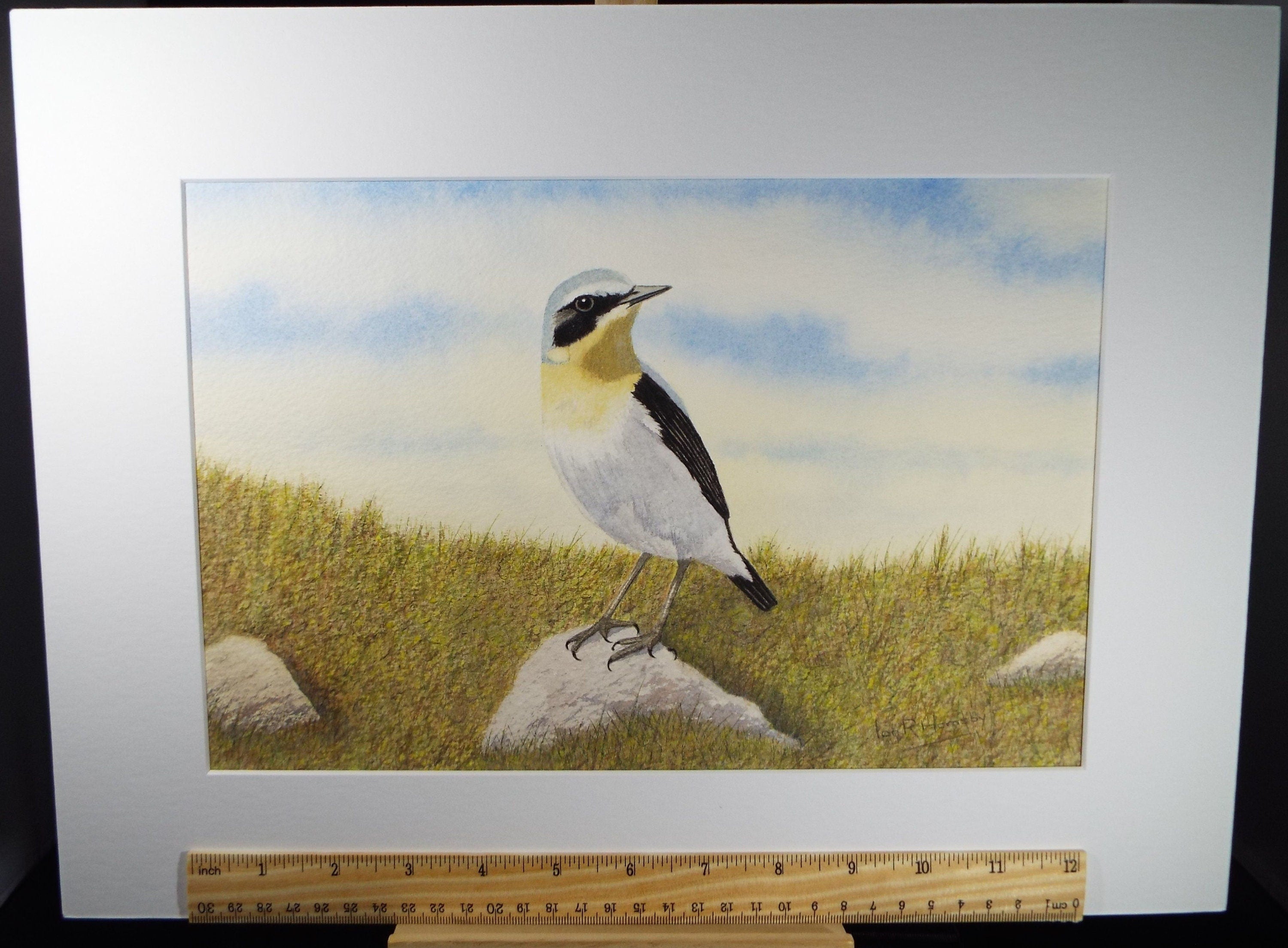 Original watercolour, 'Wheatear', Circa 1980's, Ian R Hornsby