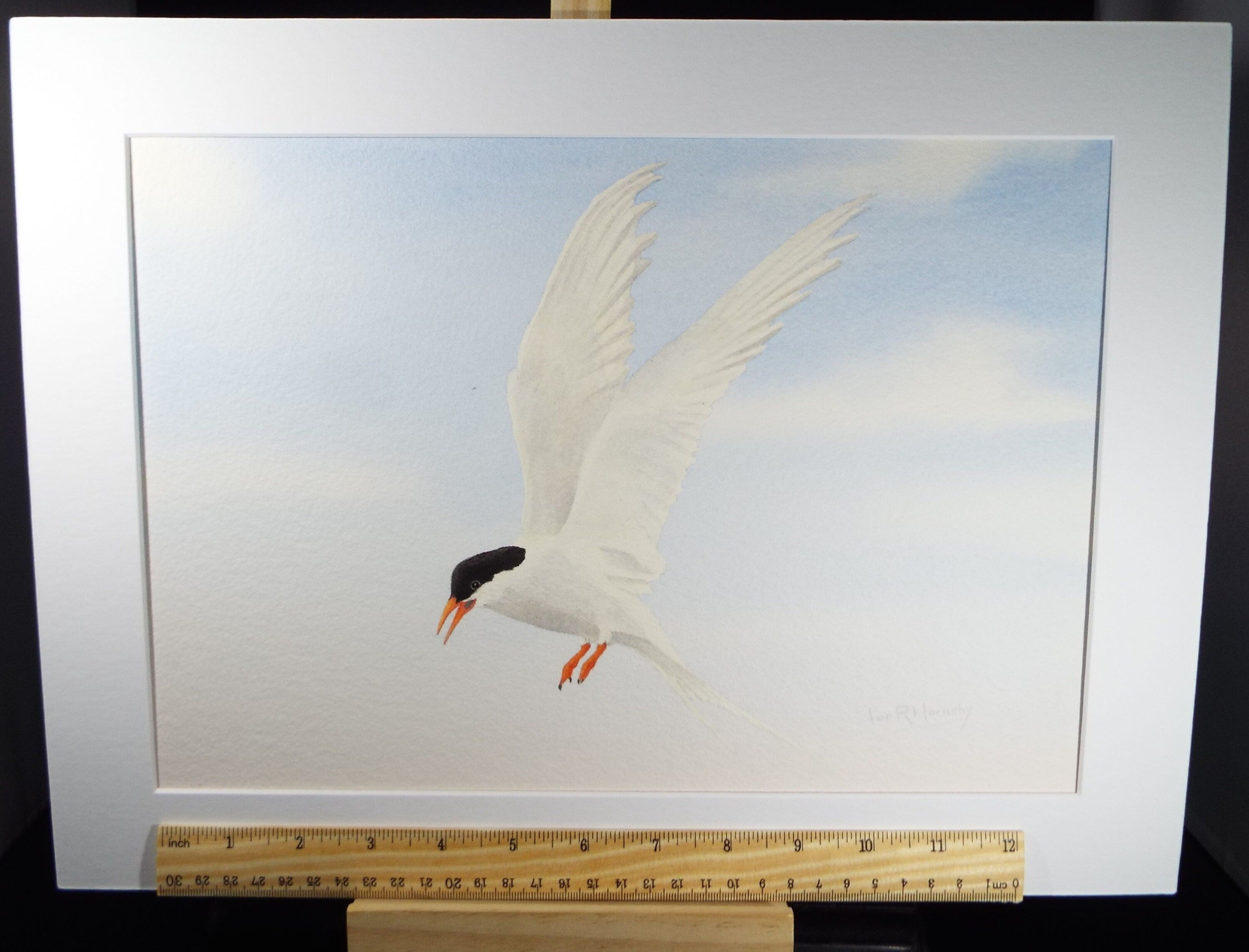 Original watercolour, 'Artic Tern', Circa 1980's, Ian R Hornsby