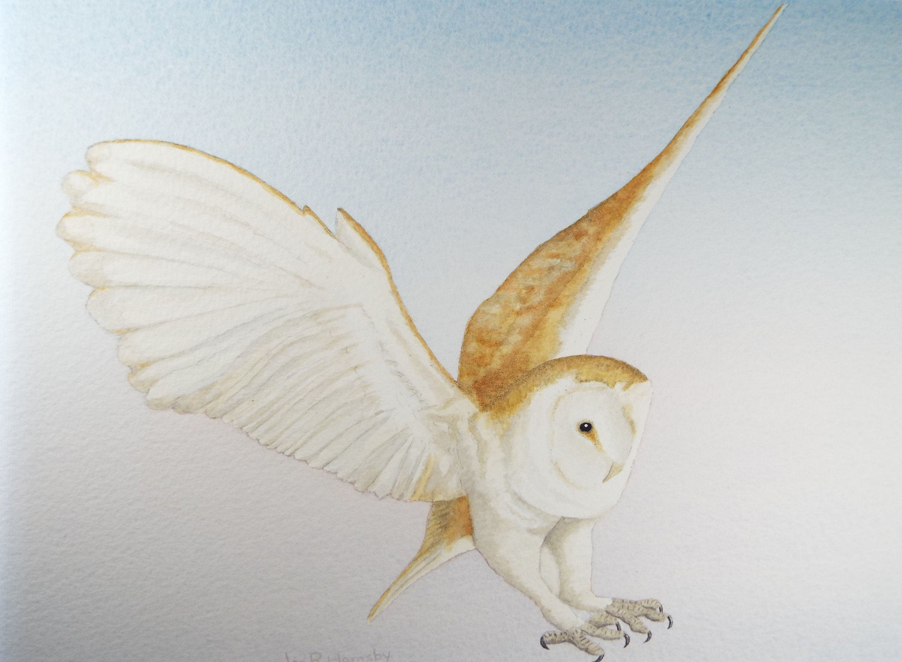 Original watercolour, 'Barn Owl', Circa 1980's, Ian R Hornsby