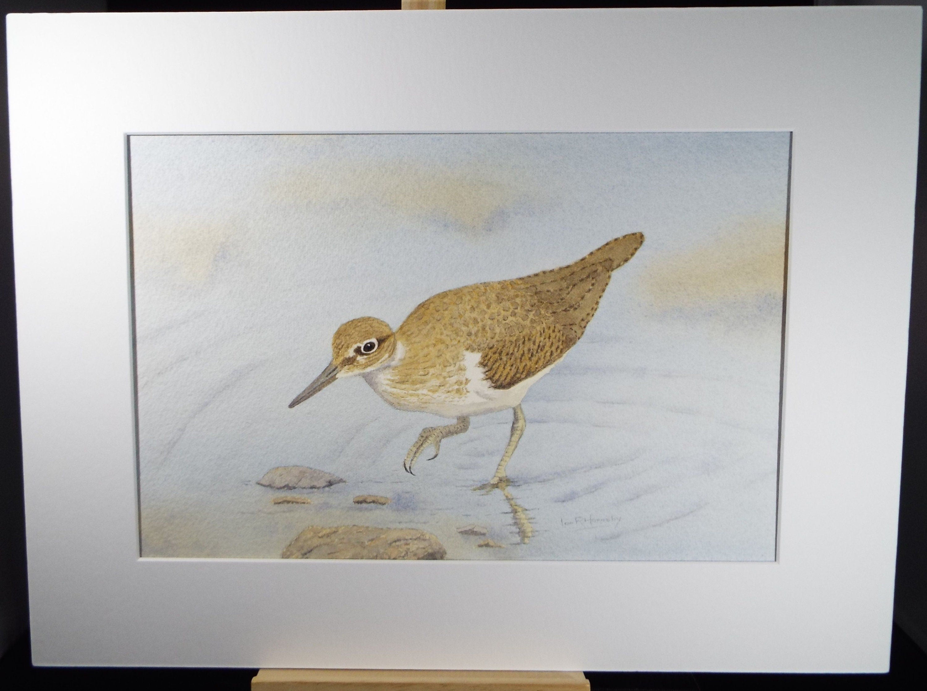 Original watercolour, 'Common Sandpiper', Circa 1980's, Ian R Hornsby