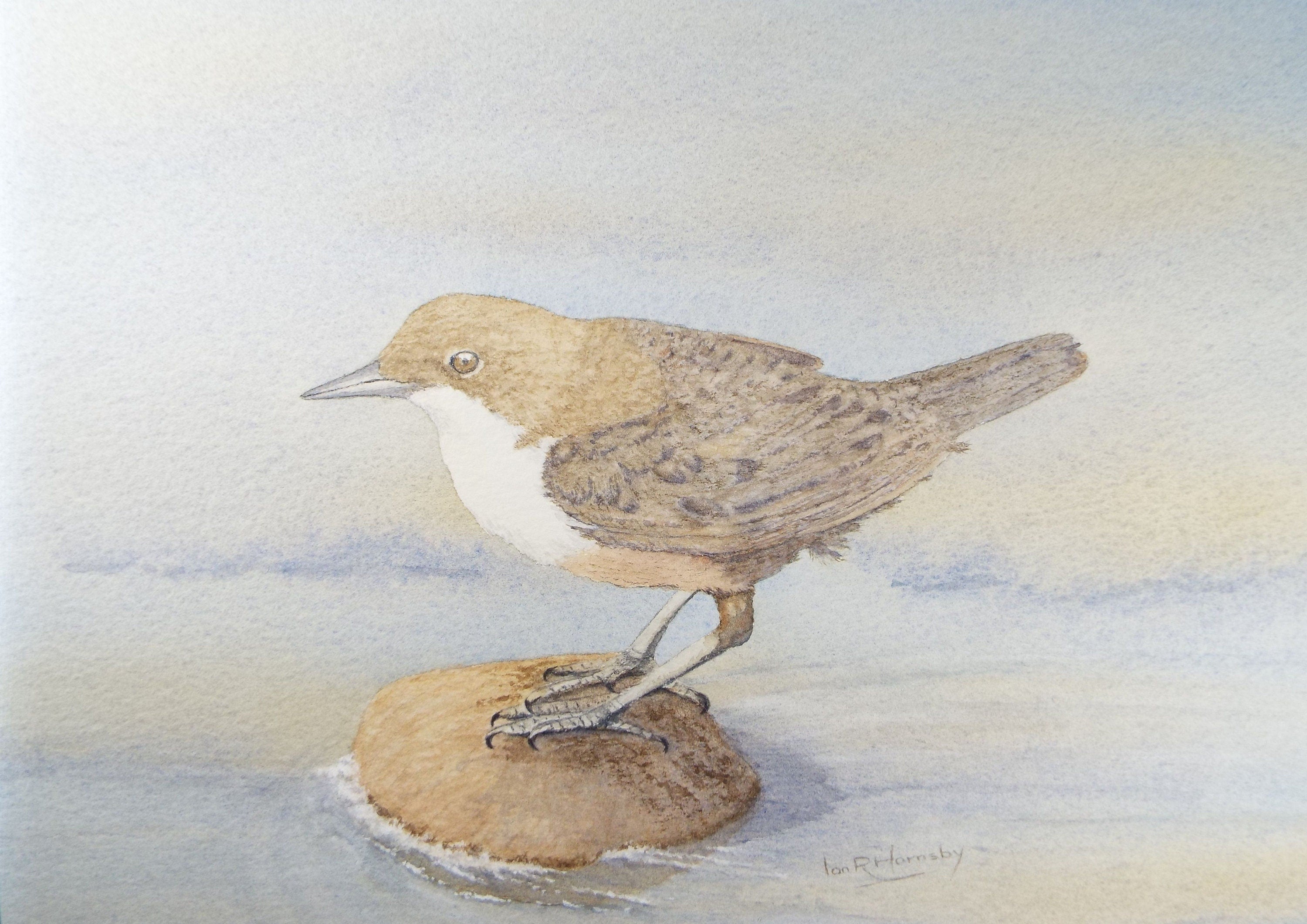 Original watercolour, 'Dipper', Circa 1980's, Ian R Hornsby