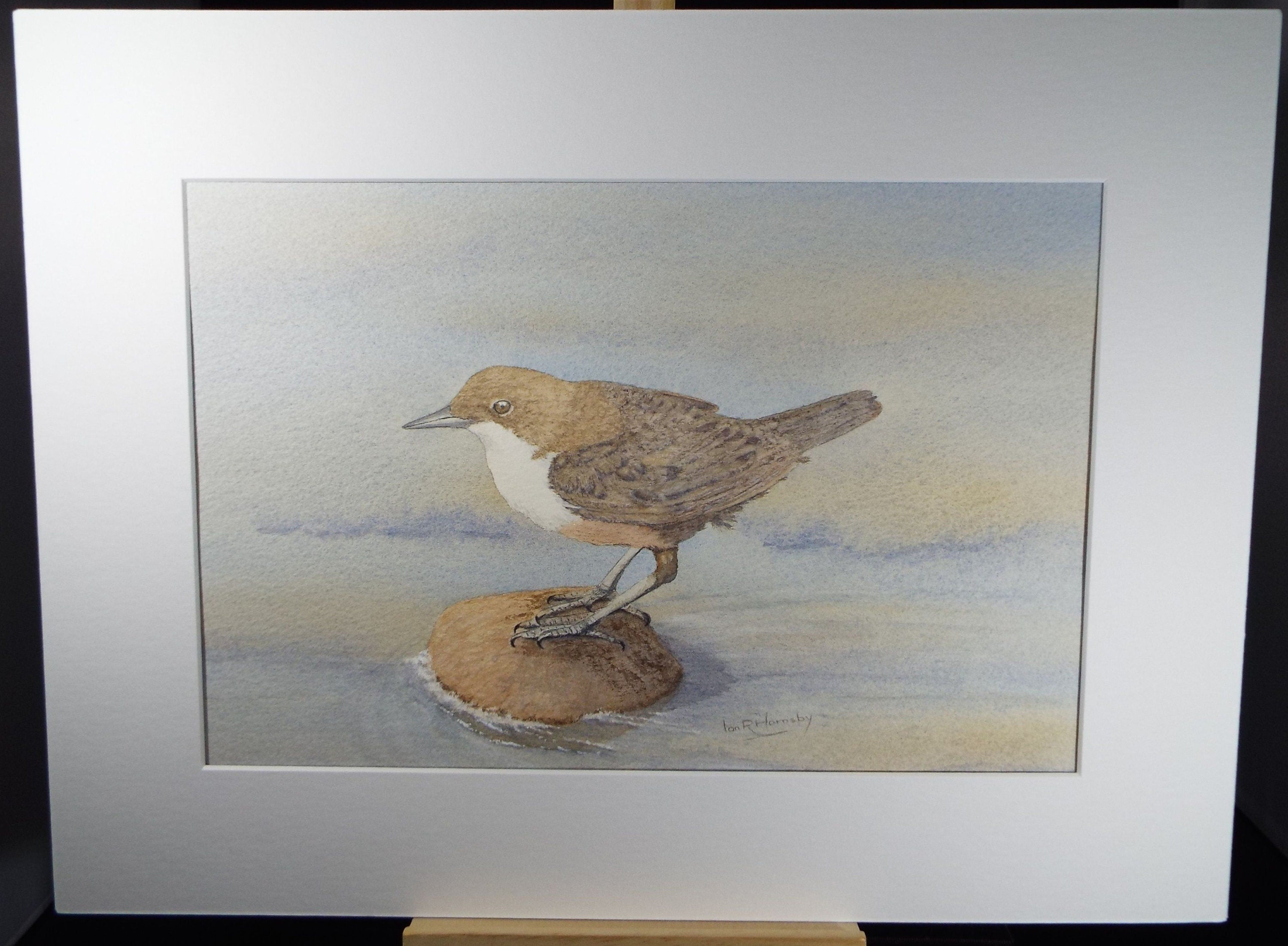 Original watercolour, 'Dipper', Circa 1980's, Ian R Hornsby