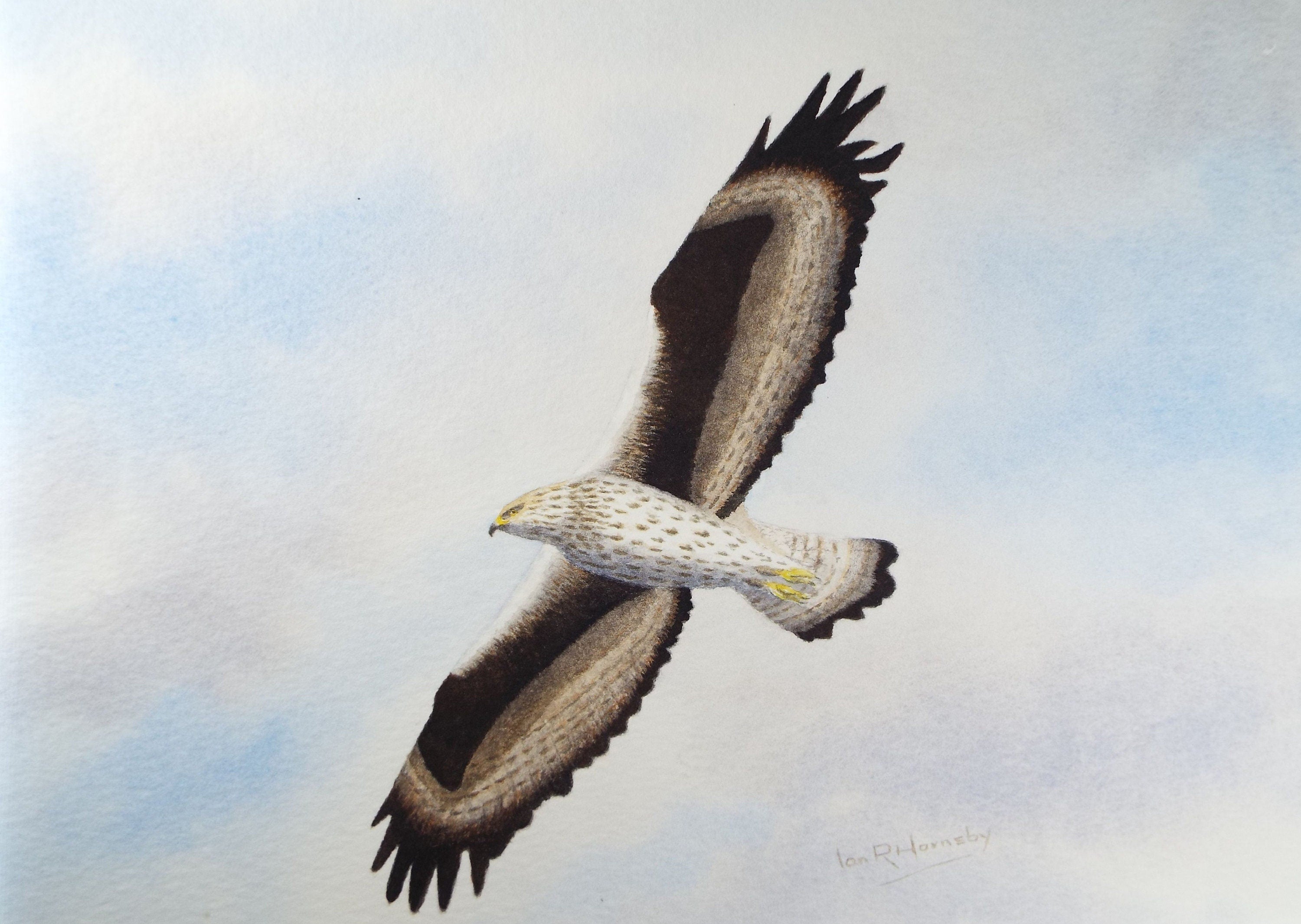 Original watercolour, 'Bonelli's Eagle', Circa 1980's, Ian R Hornsby