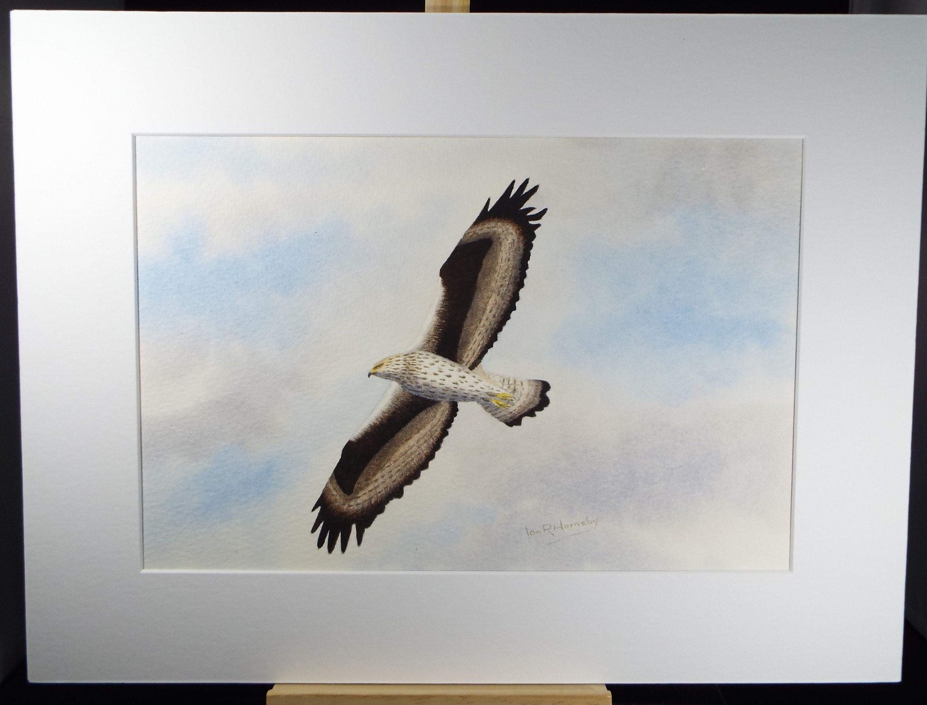 Original watercolour, 'Bonelli's Eagle', Circa 1980's, Ian R Hornsby