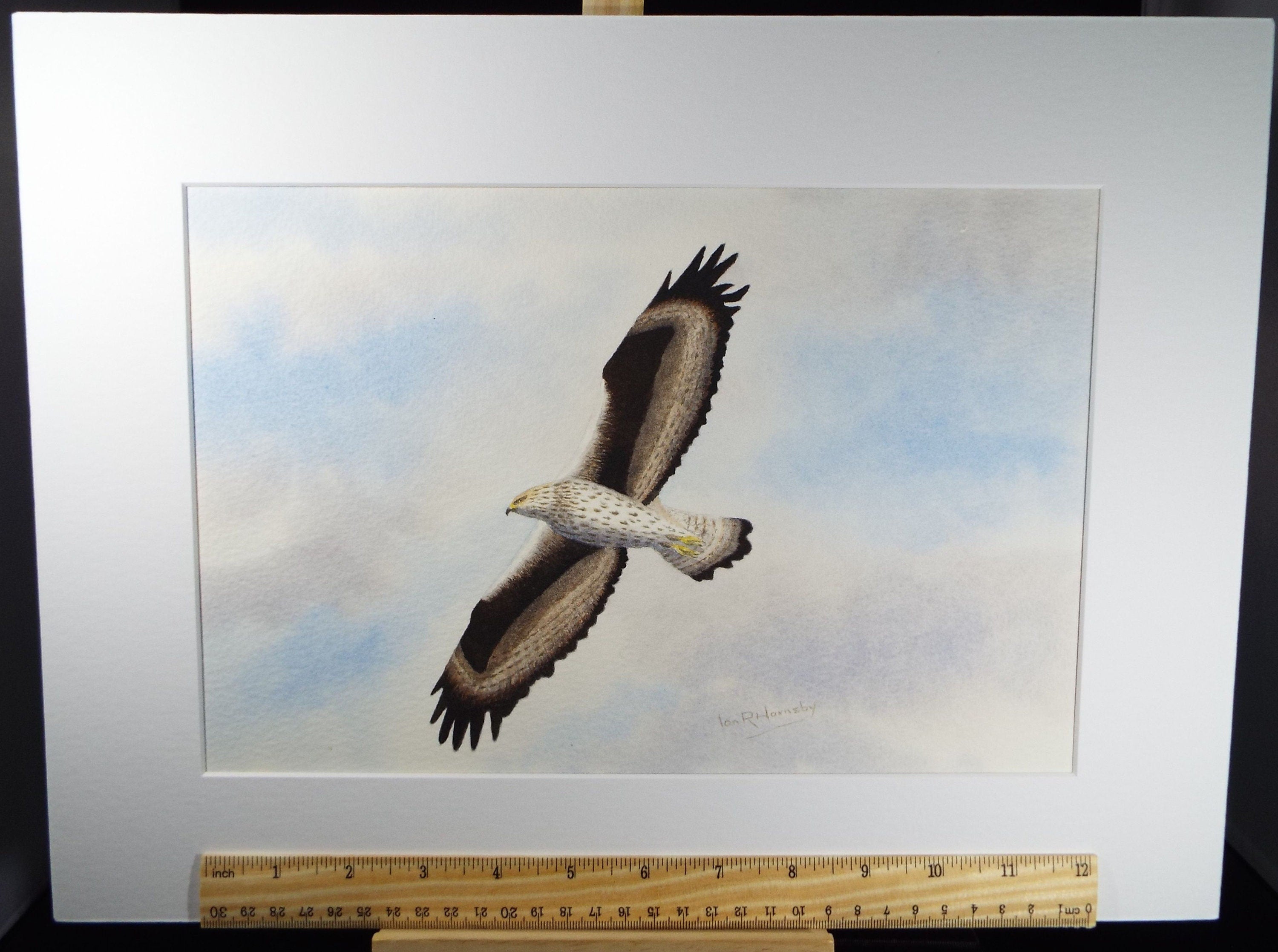 Original watercolour, 'Bonelli's Eagle', Circa 1980's, Ian R Hornsby