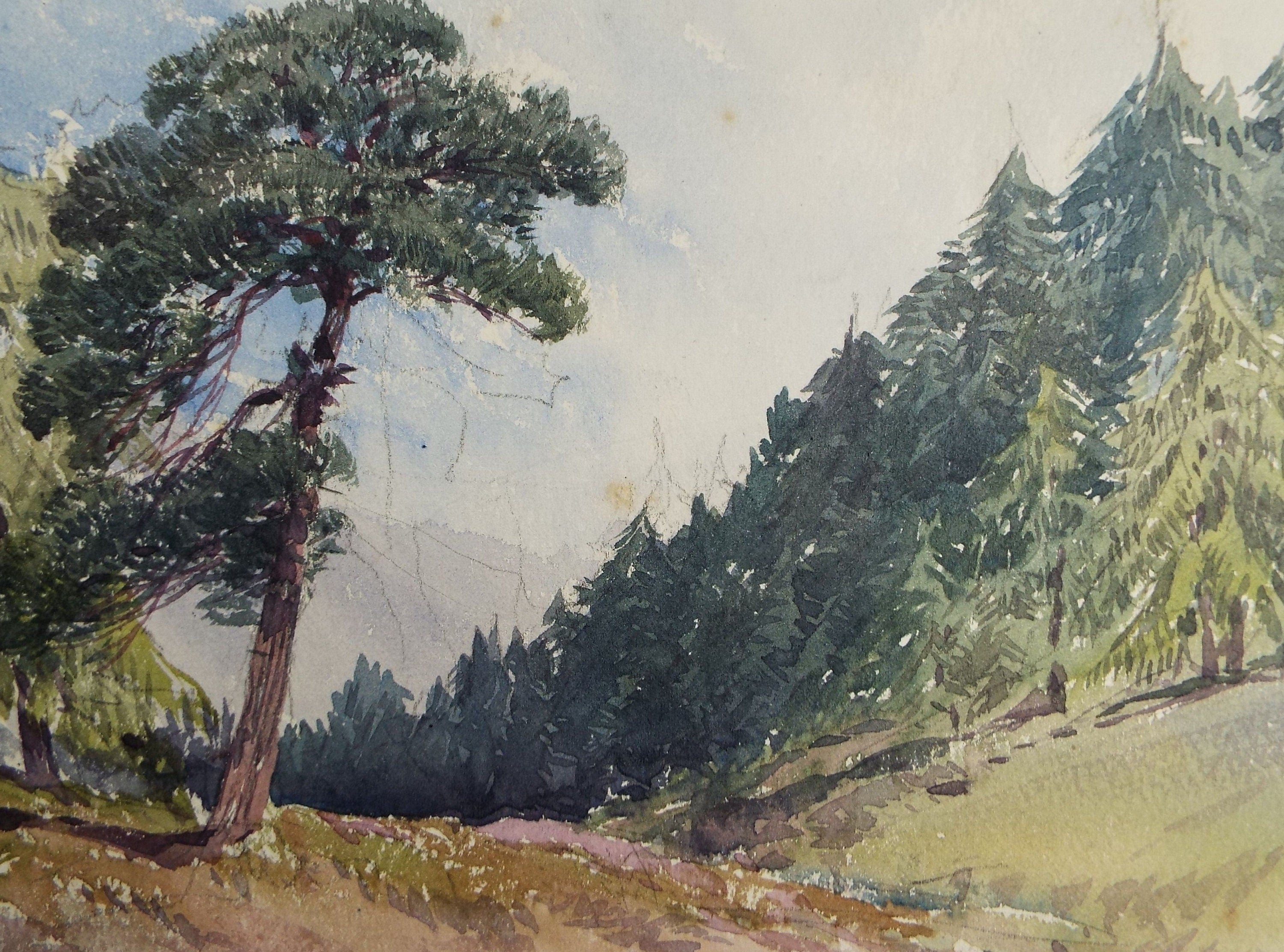 Original Watercolour, 'A study of Pine Trees', c1880, Artist Unknown