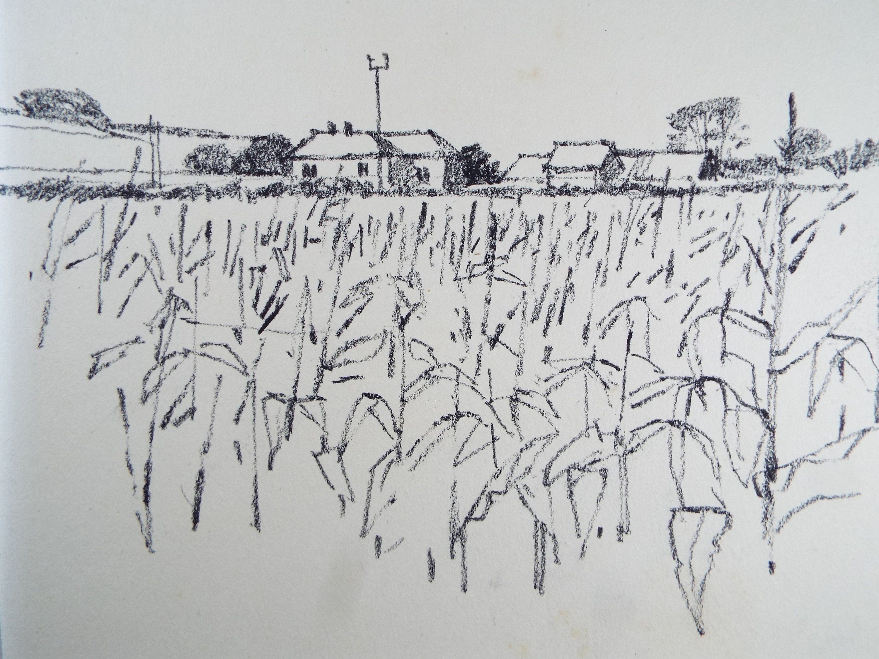 Original Charcoal & Pencil Drawing 'Maize Field, Berwick', c1990's, Norman James Battershill (1922-2010)