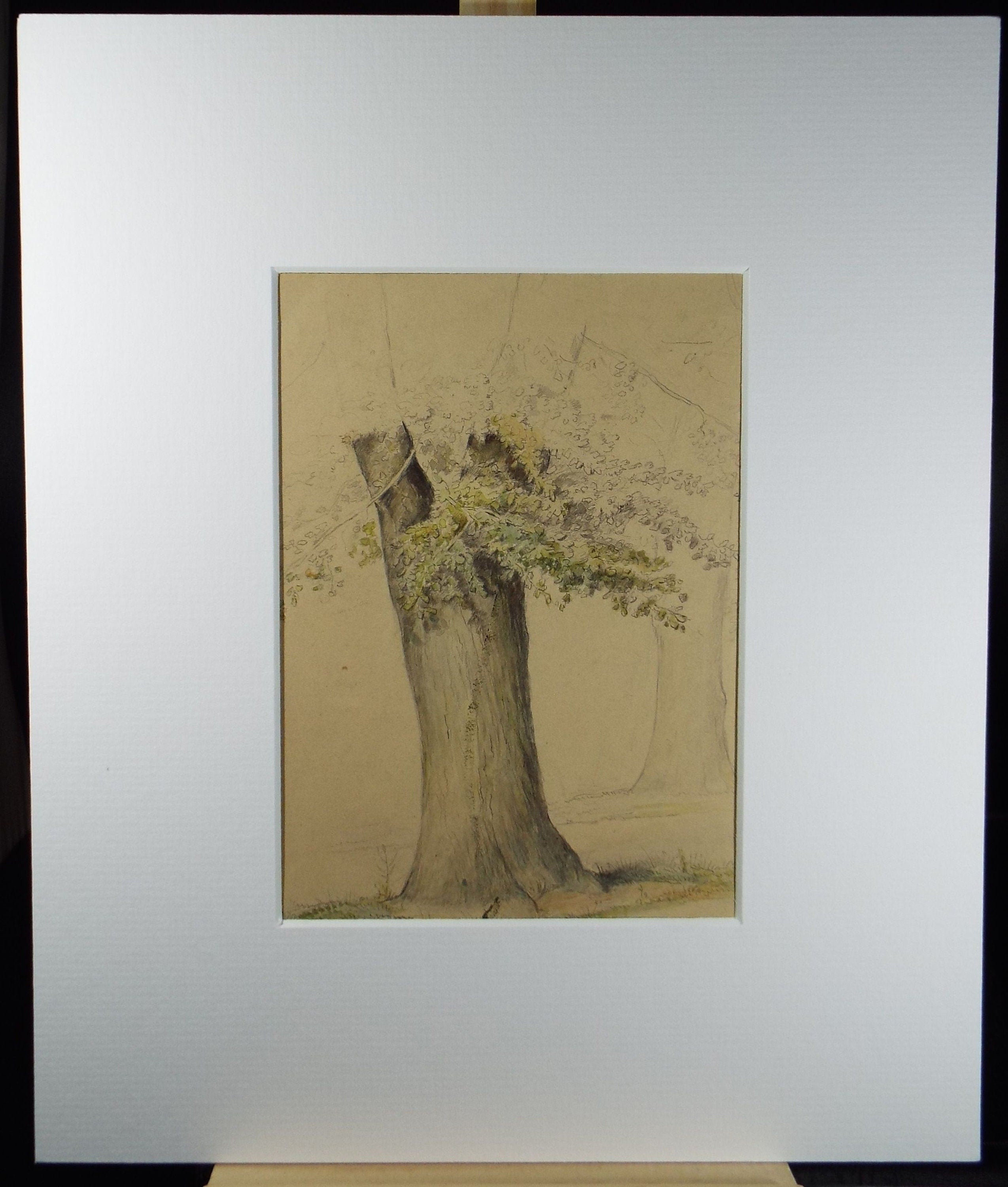 Original Watercolour, 'Tree Study', c1880, Artist Unknown