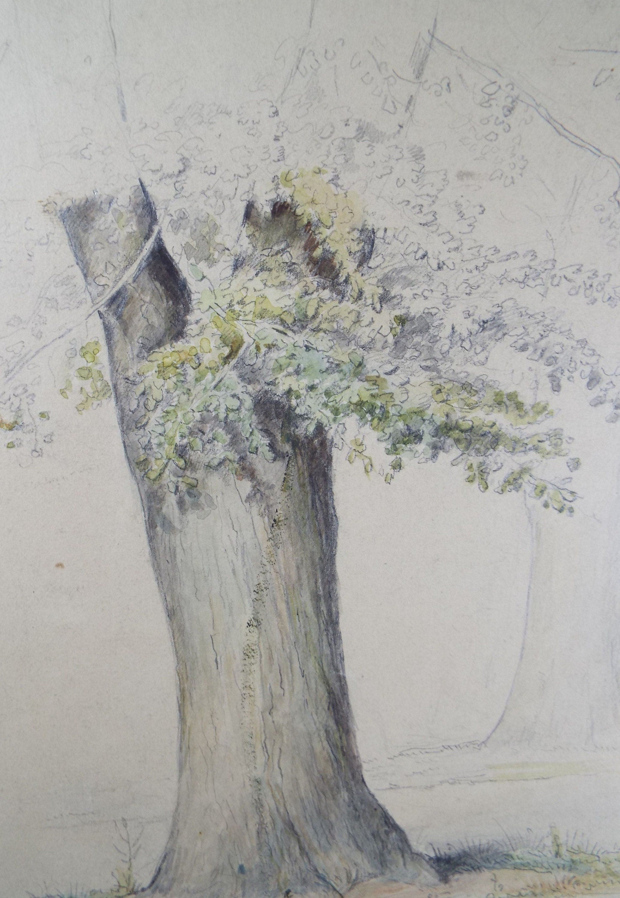 Original Watercolour, 'Tree Study', c1880, Artist Unknown