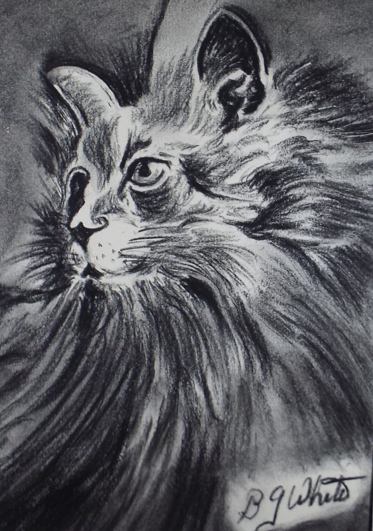 Pencil Drawing and Conte, 'Portrait of a Cat', Circa 1980's, B G White