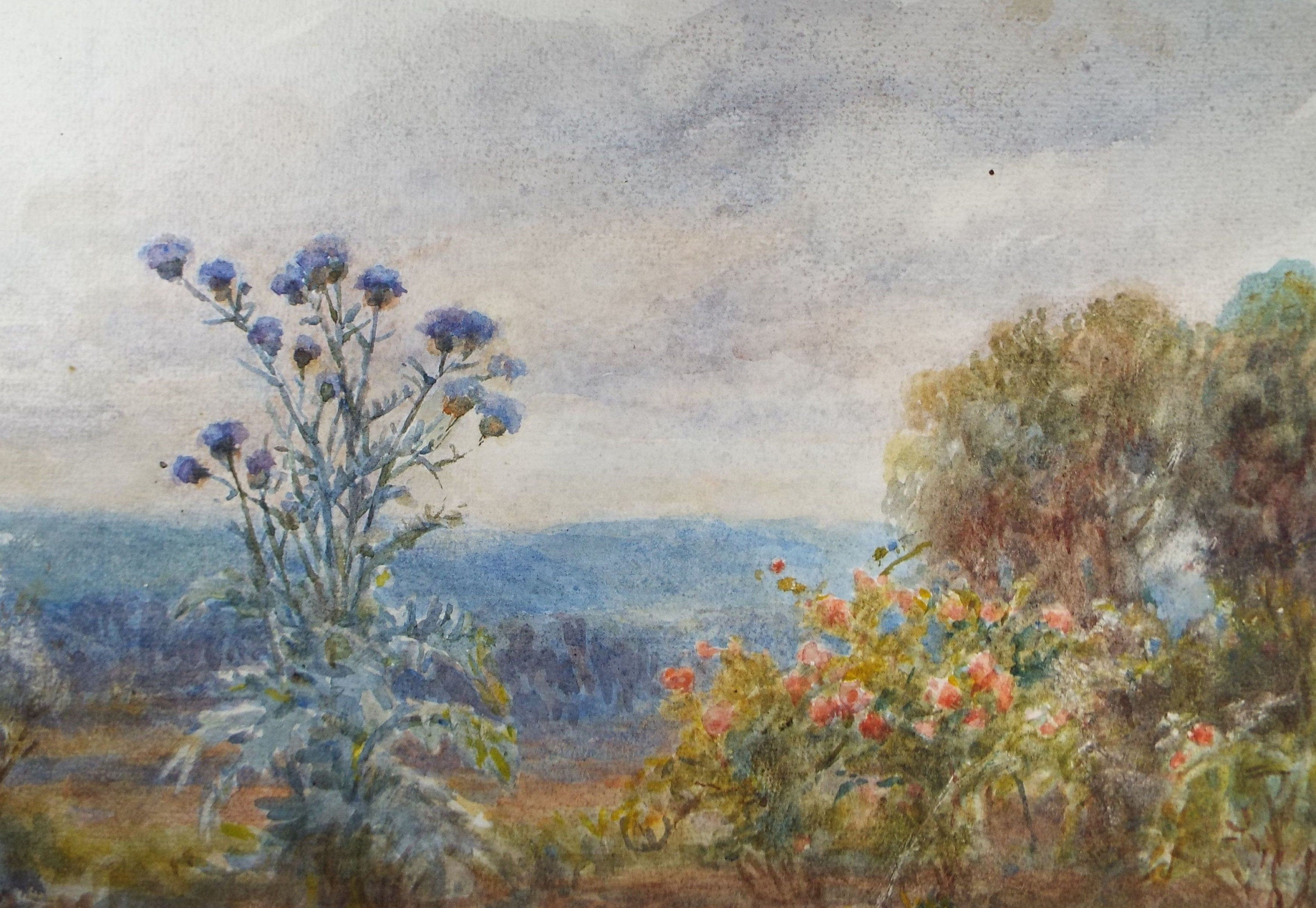 Original Watercolour, 'Sea Holly & Wild Roses', Circa 1950's, C R Chase (1898-1988)