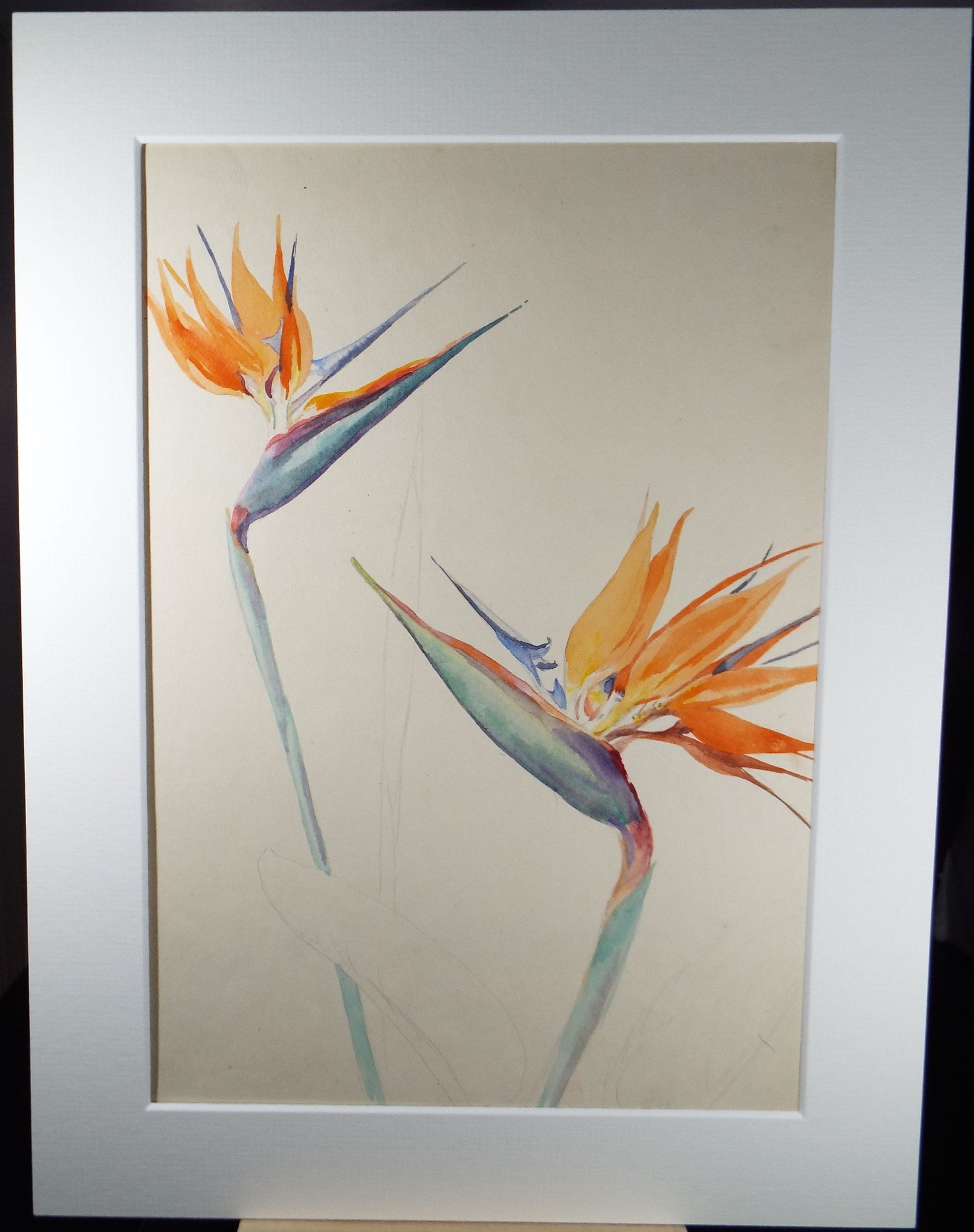 Original Watercolour, 'Bird of paradise flower study', Circa 1950's, Ivy T. Attwell