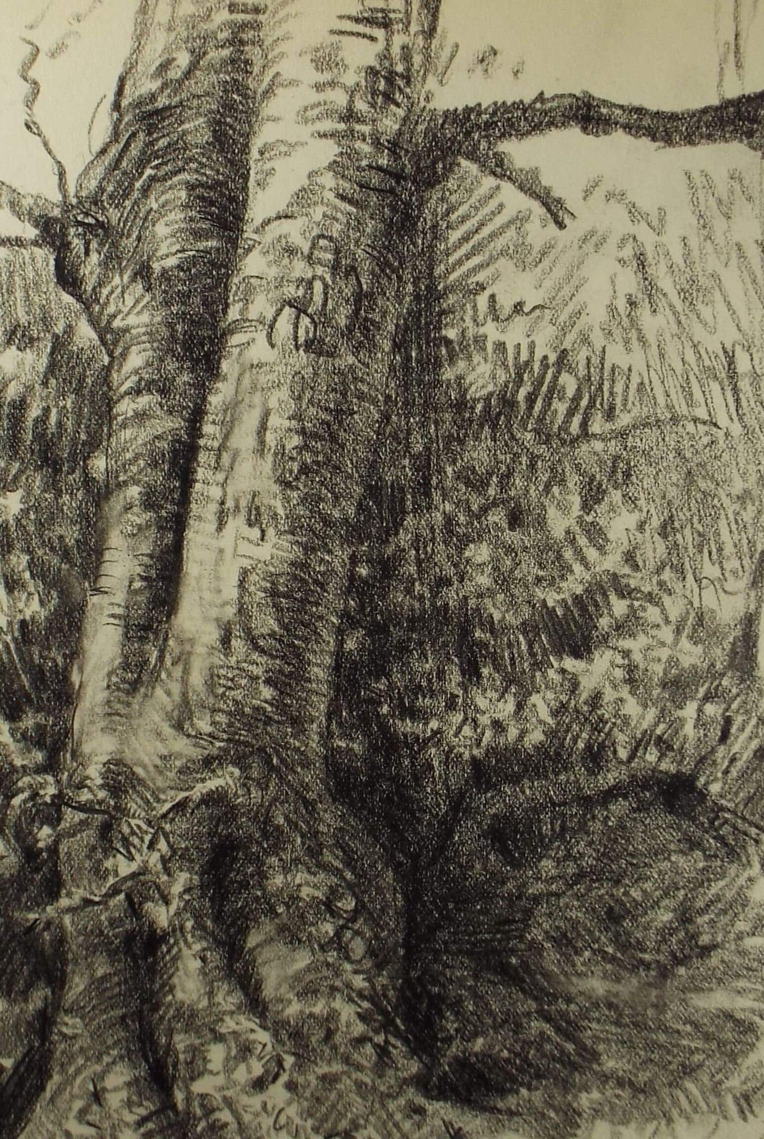 Original Pencil Drawing, 'Woodland Study', Early 20th Century, Artist Unknown