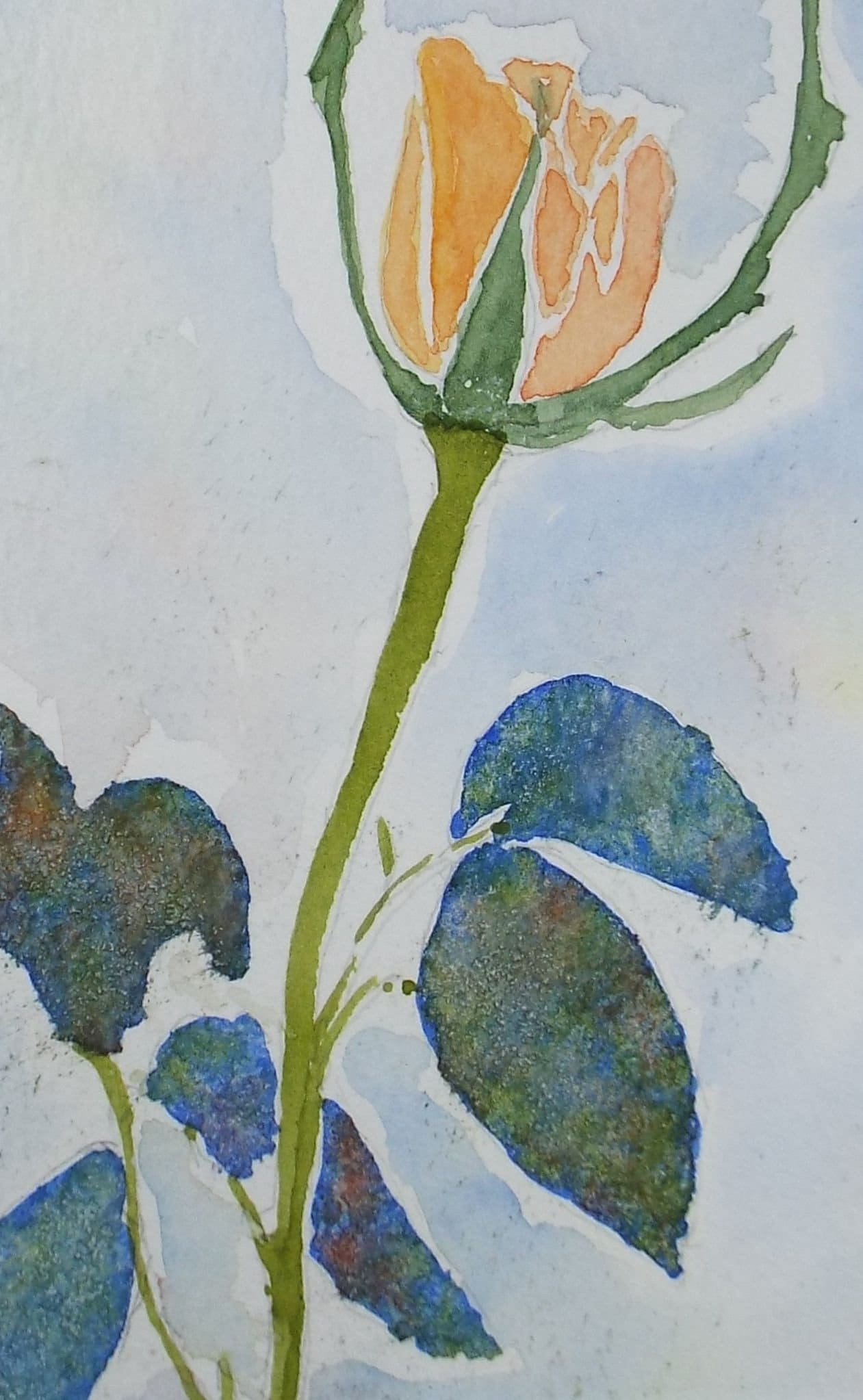 Original Watercolour, 'Study of a Rose' , circa 2000, Artist Unknown