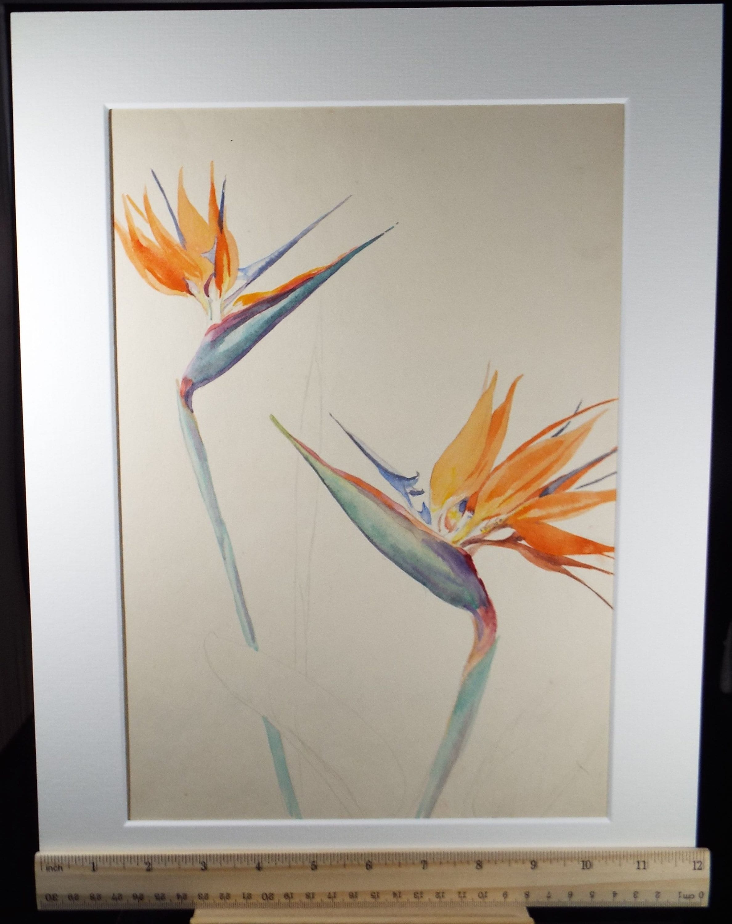 Original Watercolour, 'Bird of paradise flower study', Circa 1950's, Ivy T. Attwell