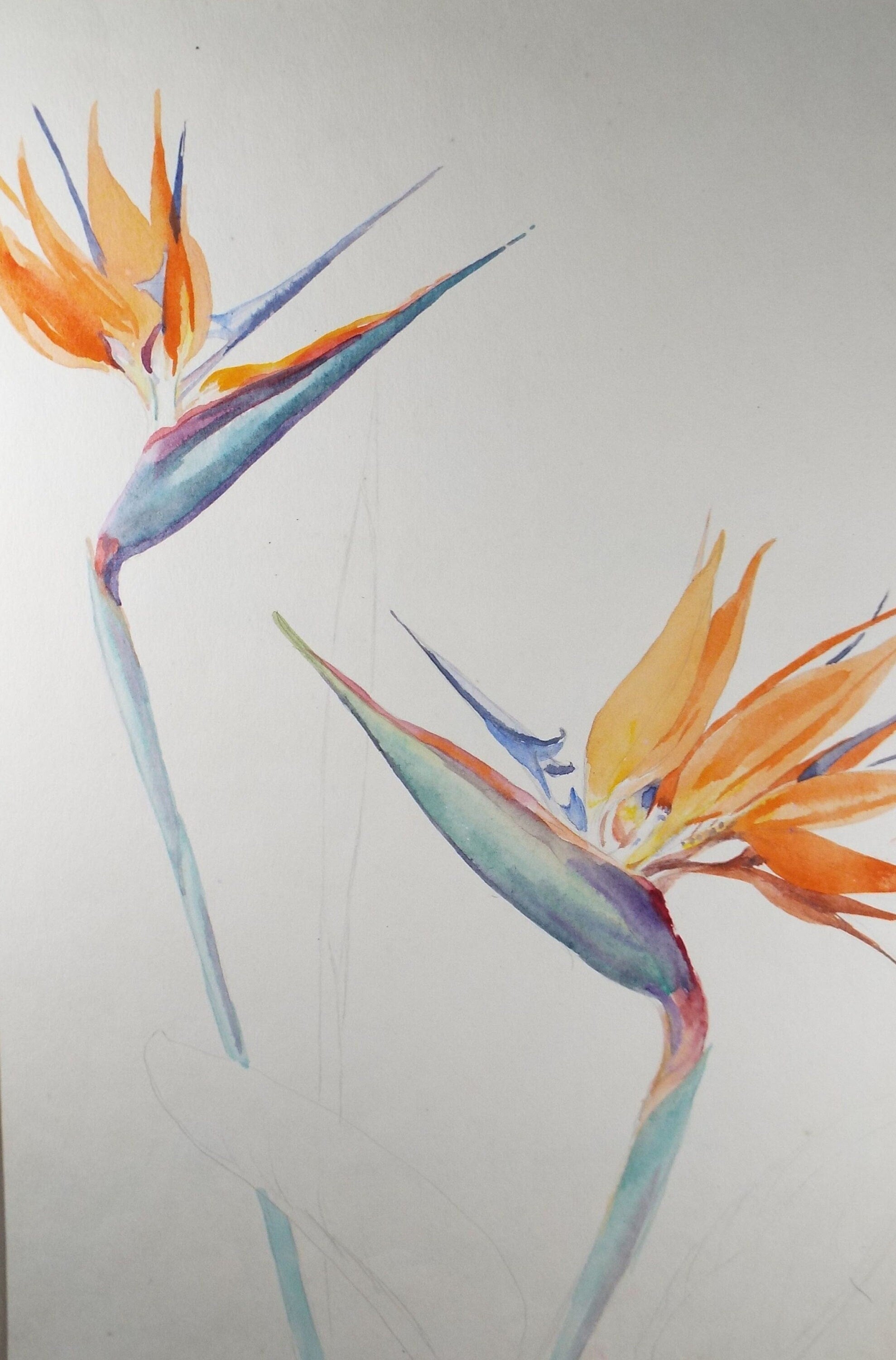 Original Watercolour, 'Bird of paradise flower study', Circa 1950's, Ivy T. Attwell