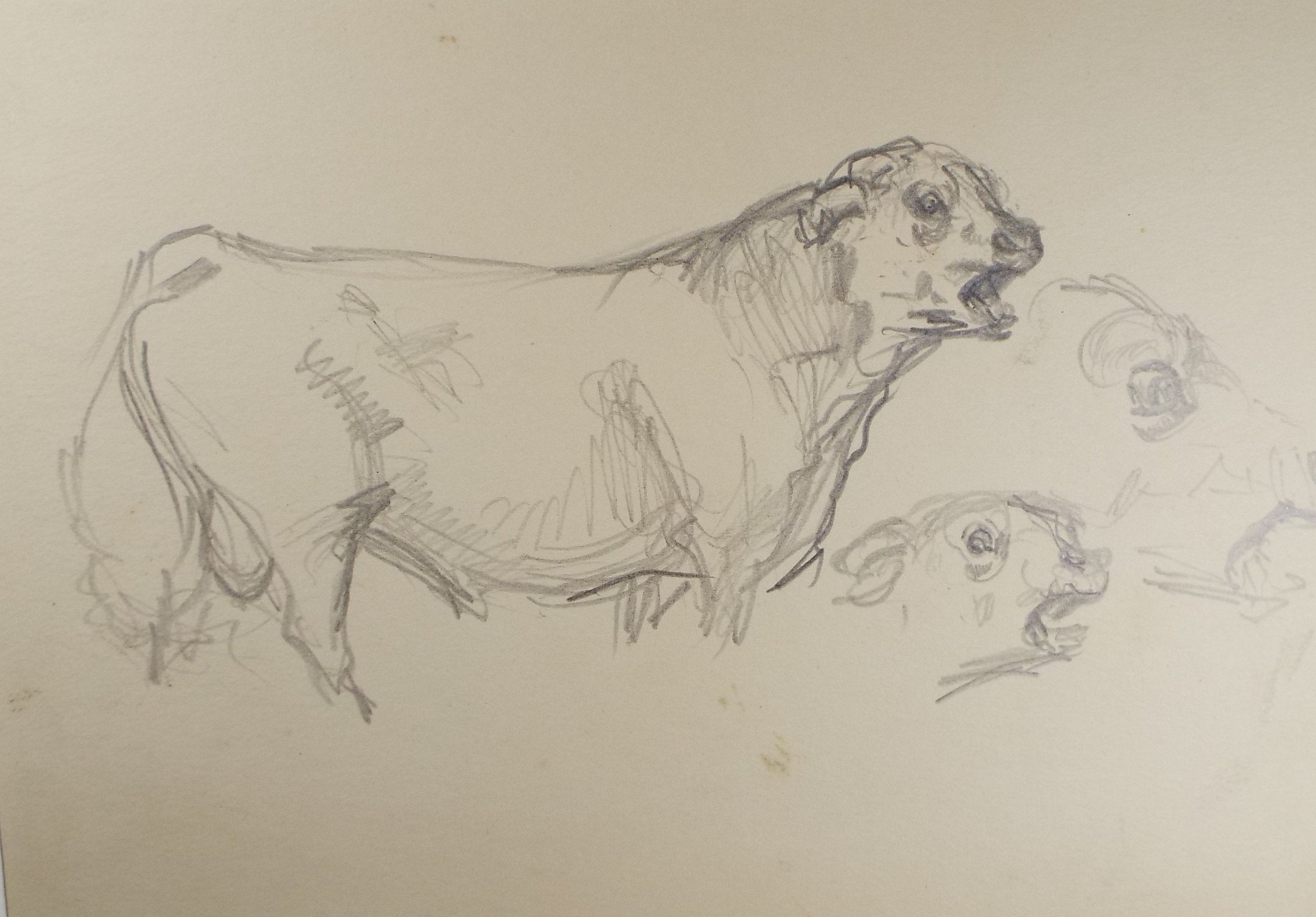 Original Pencil Sketch, Michael Lyne (1912-1989), 'Bull Study', Mid 20th Century