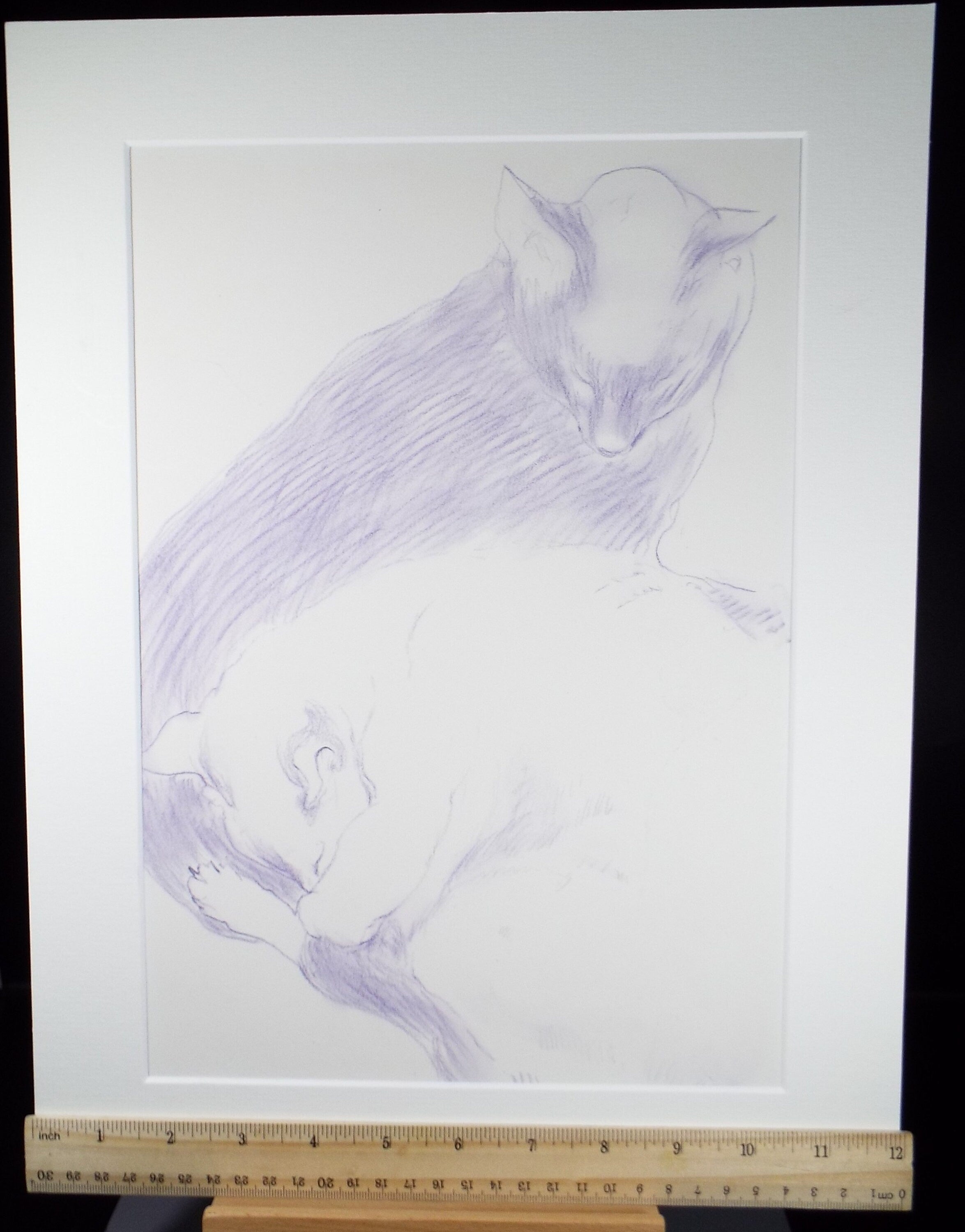 Original Pencil Drawing, 'Sleeping cats in Lavender', Circa 1990's, Thora Clyne (Scottish 1937-2021)