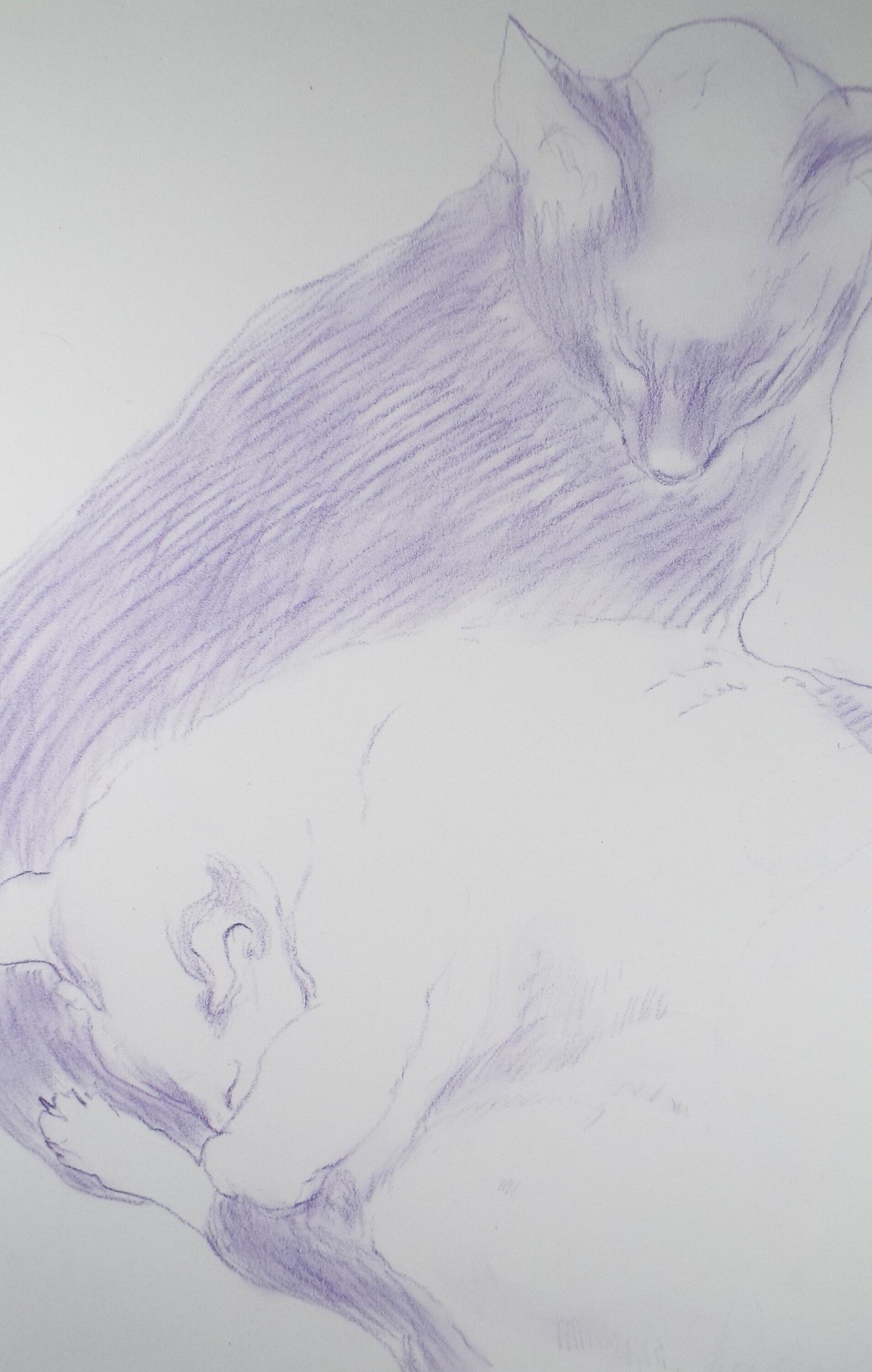 Original Pencil Drawing, 'Sleeping cats in Lavender', Circa 1990's, Thora Clyne (Scottish 1937-2021)